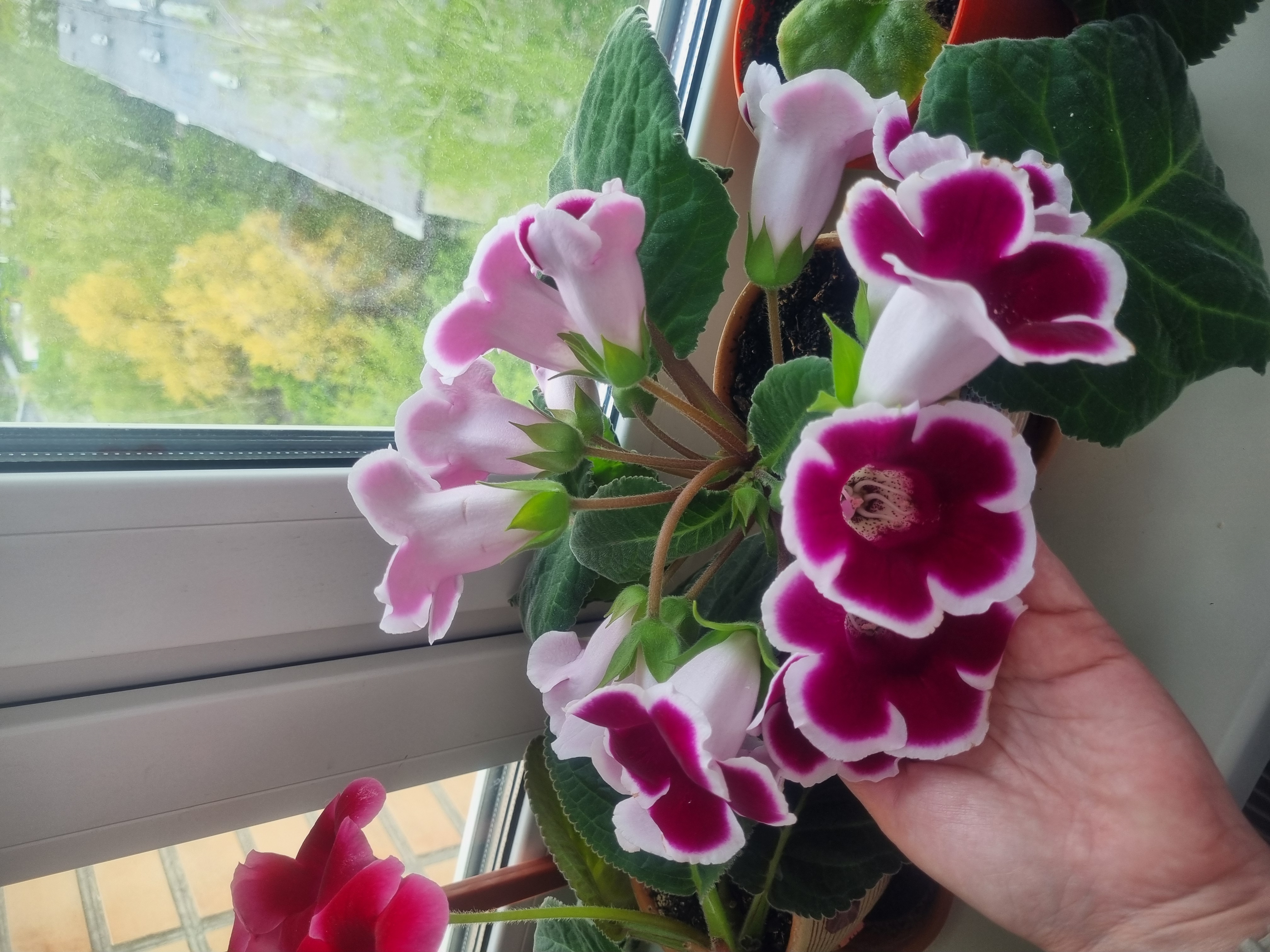 Как я выращиваю глоксинии в Подмосковье