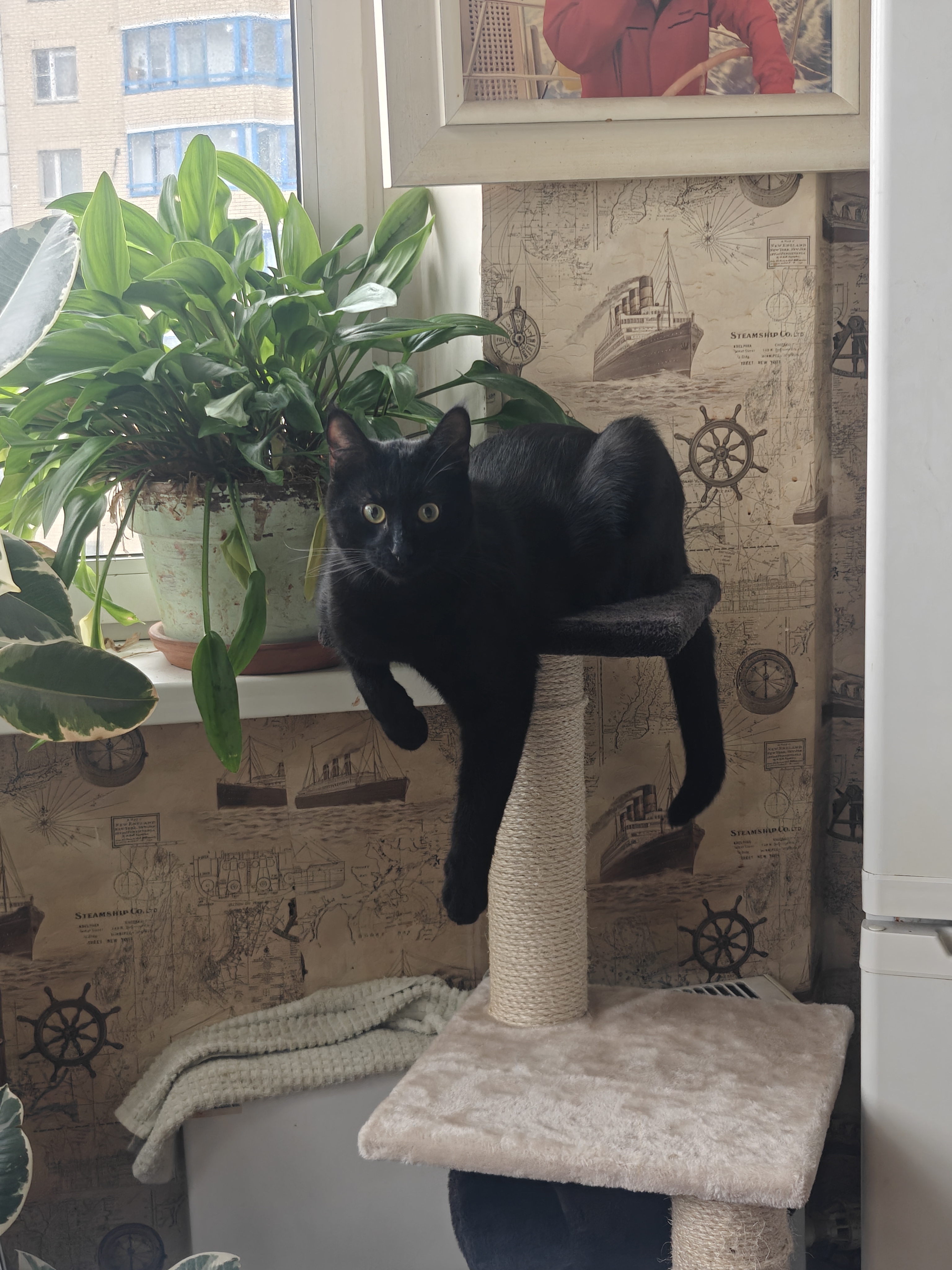 Фото питомца: кот Дымок контролирует все на кухне