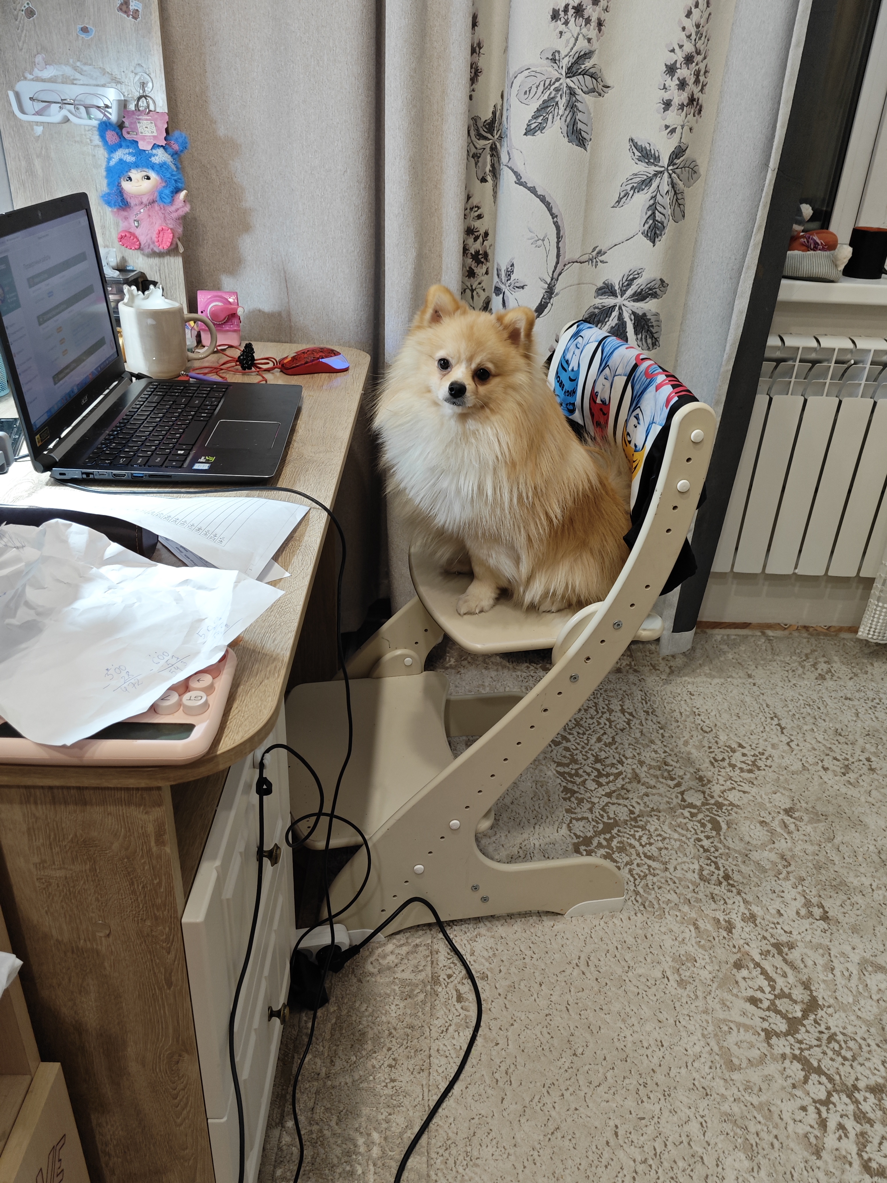 Фото питомца: померанский шпиц Симба помогает изучить сложную задачу в интернете