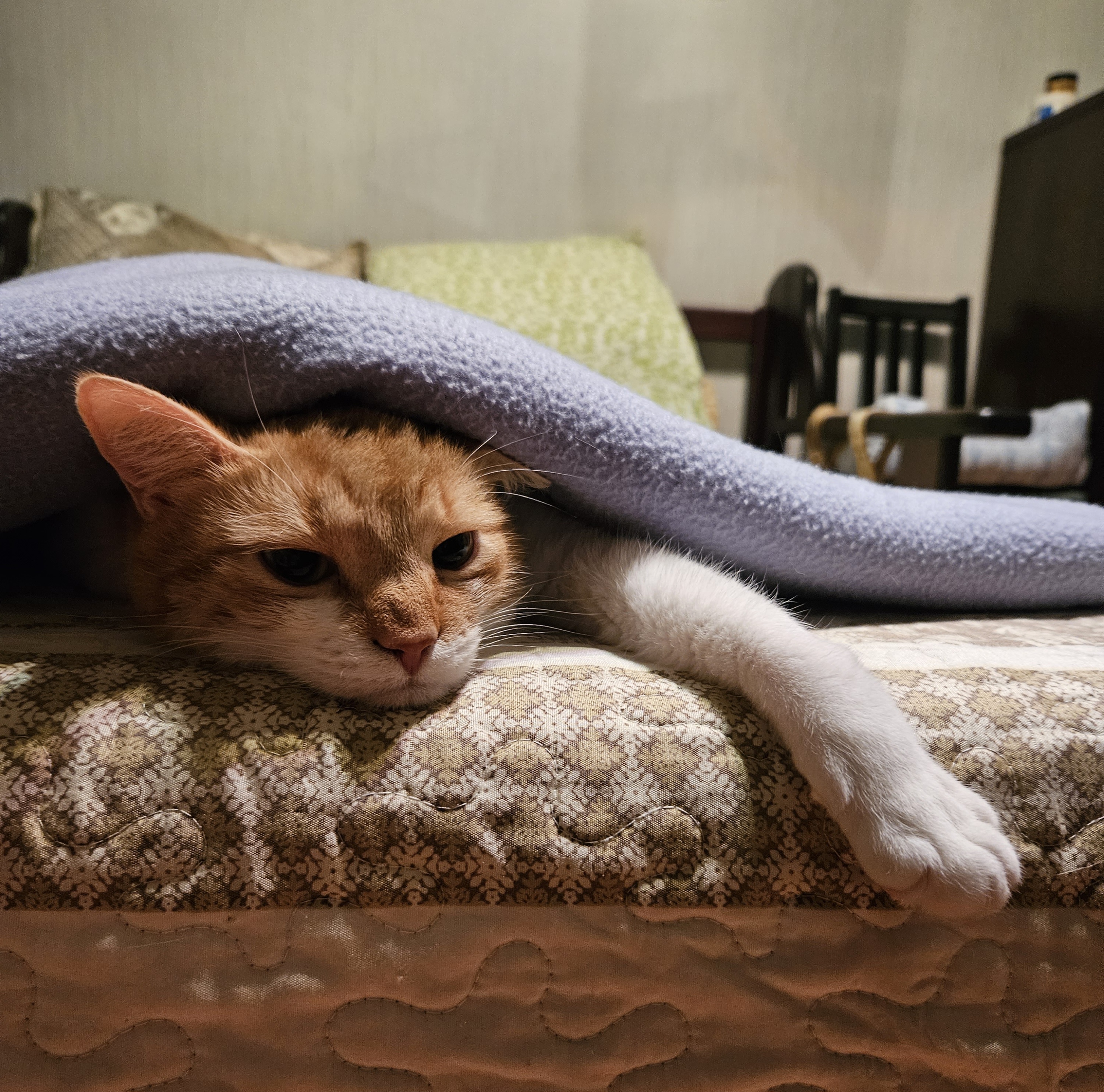 Фото питомца: кот Прохор ждет окончания морозов