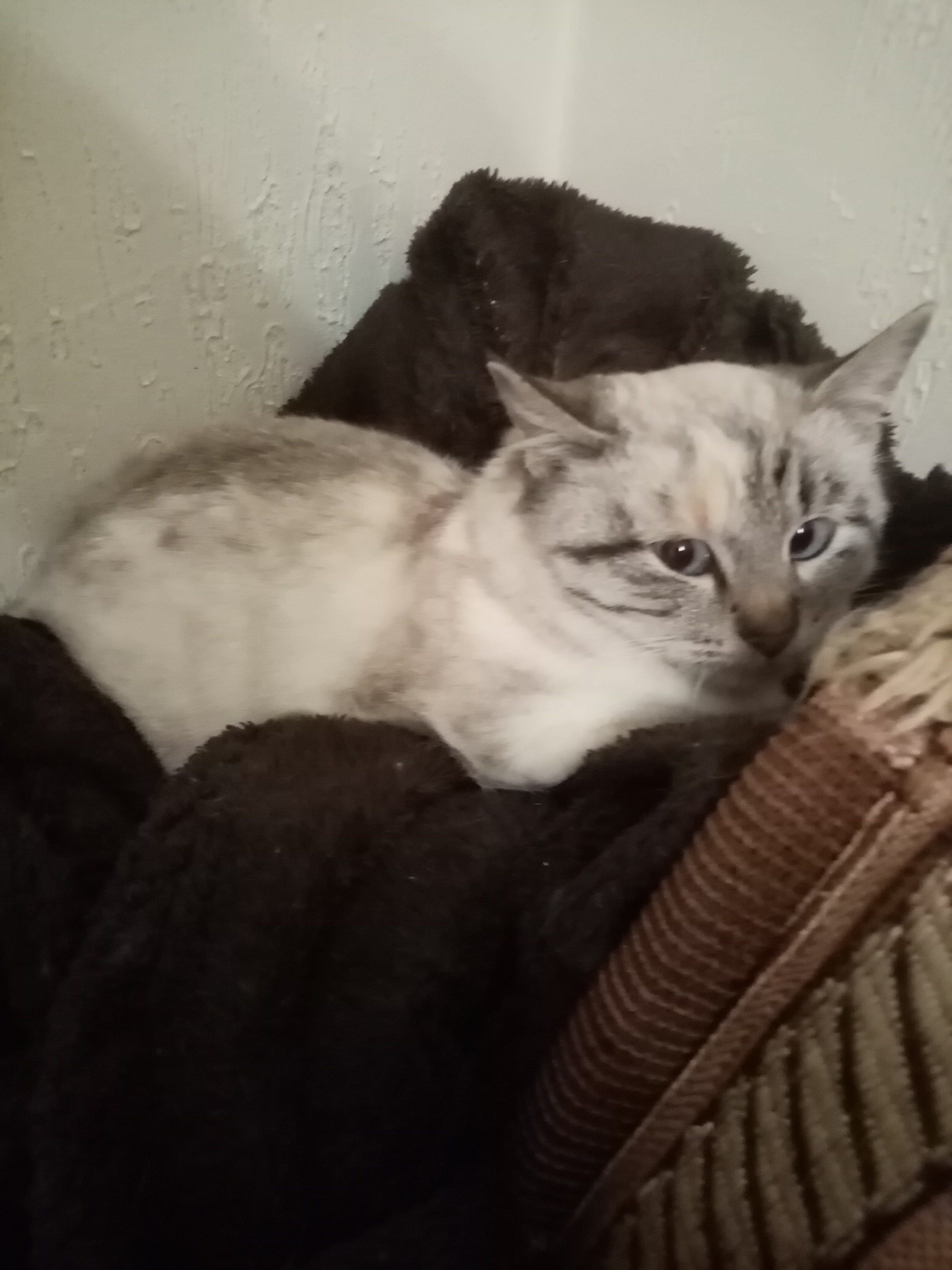 Я спасла с улицы кошку Рысь и теперь одомашниваю ее