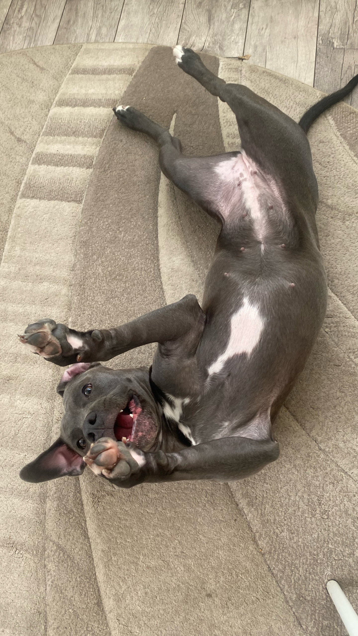 Фото питомца: редкий момент, когда собака Кьяра замерла