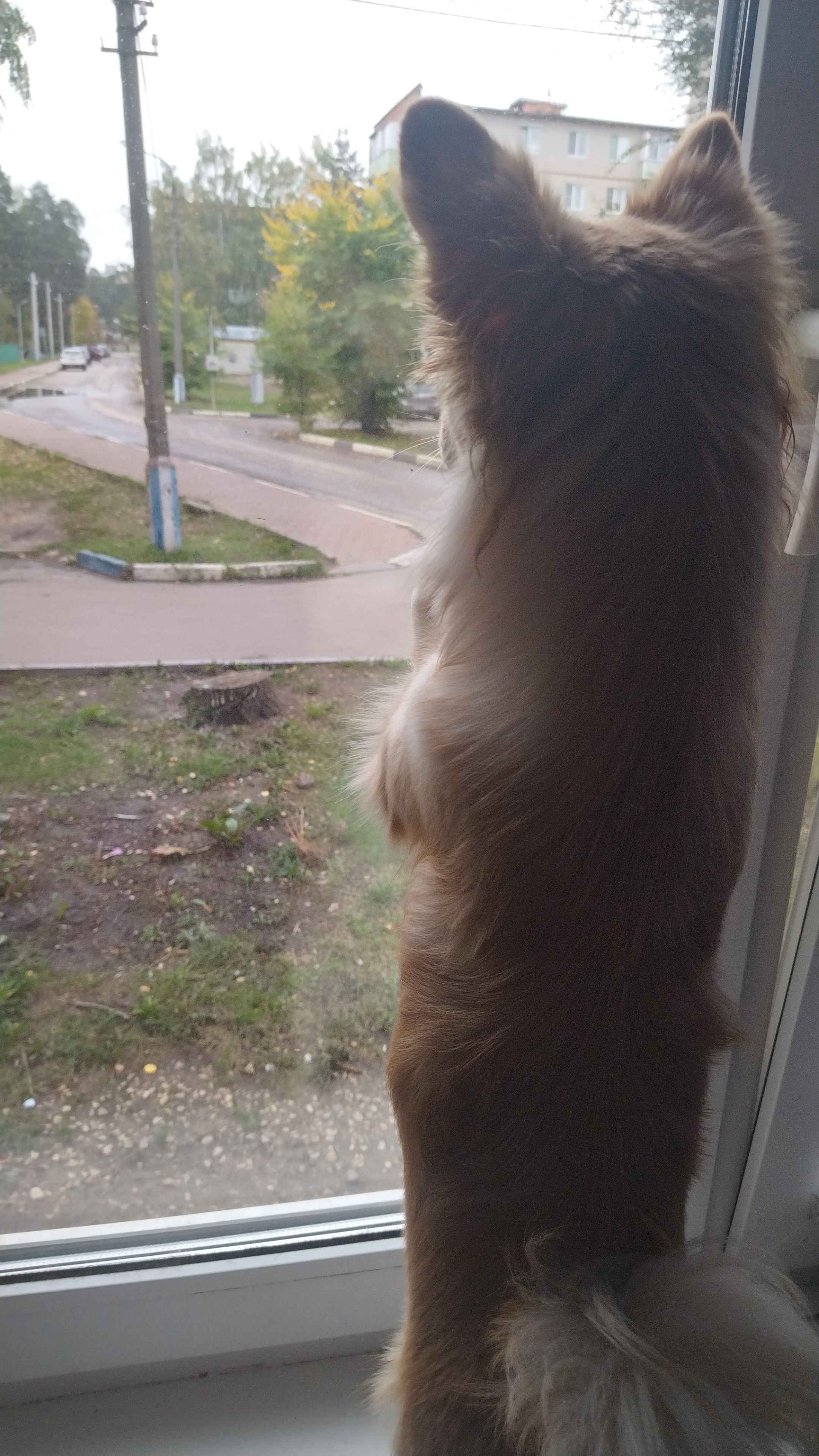 Фото питомца: собака Тося следит за районом