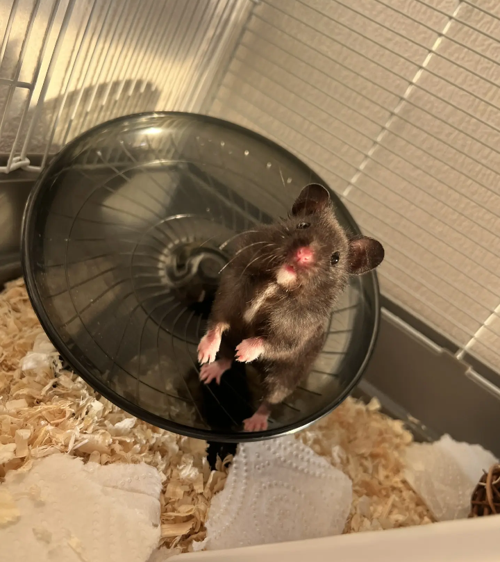 Мы с дочкой завели хомячка, и я постоянно проверяю, дышит ли он