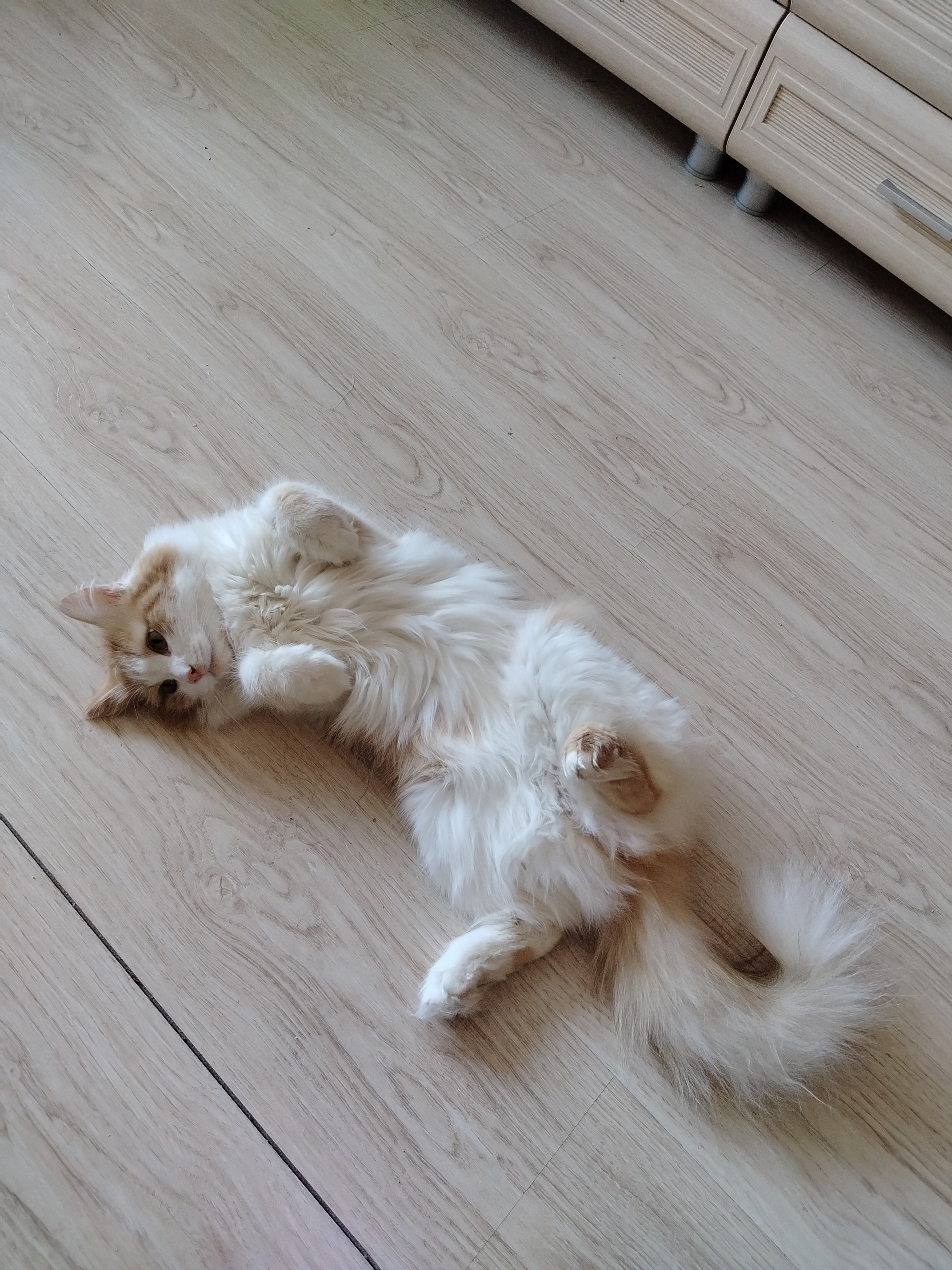 Фото питомца: кот Алекс сражает наповал своей красотой