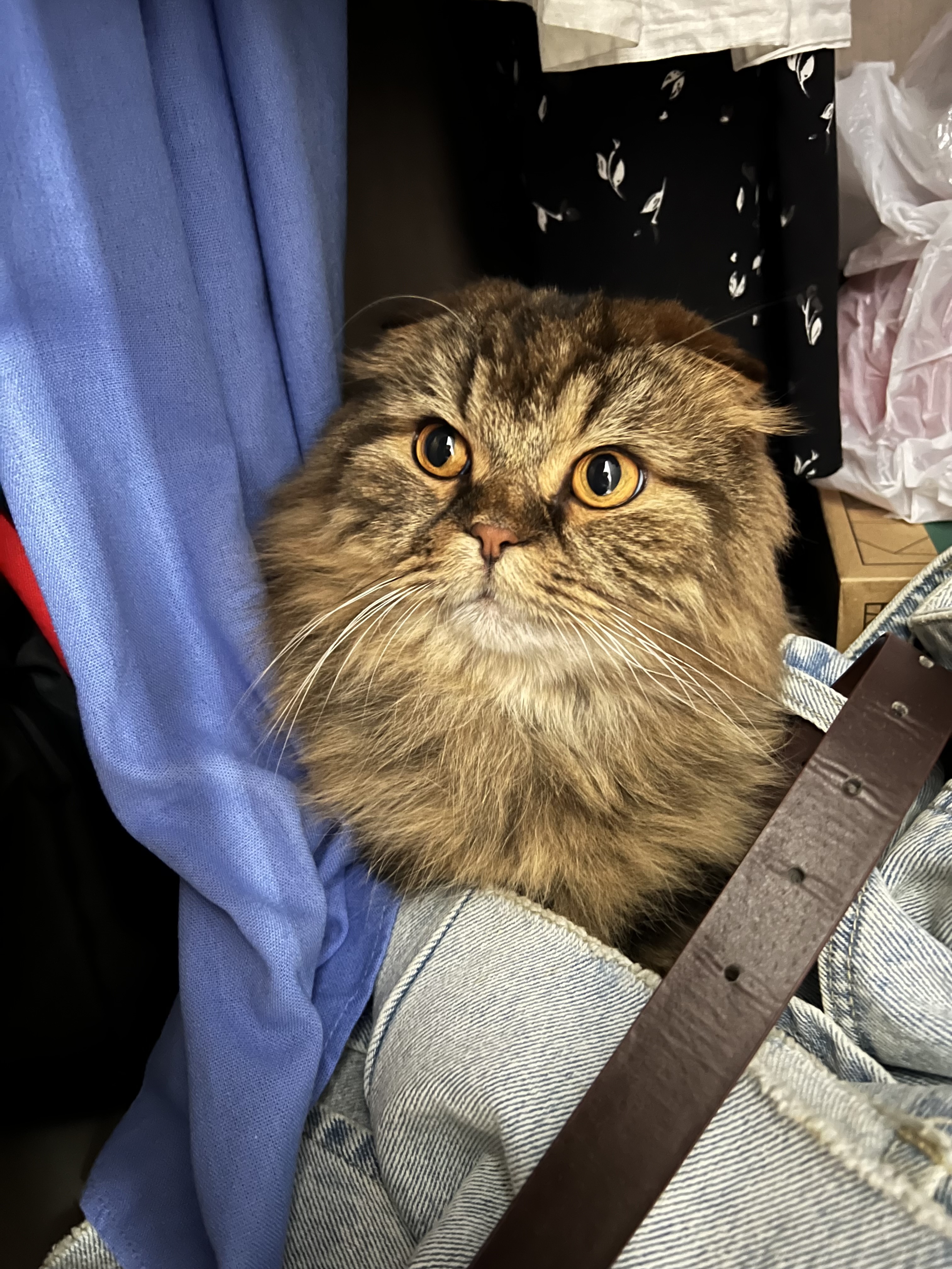 Фото питомца: кот Маркиз Дмитриевич с удивлением живет свою кошачью жизнь