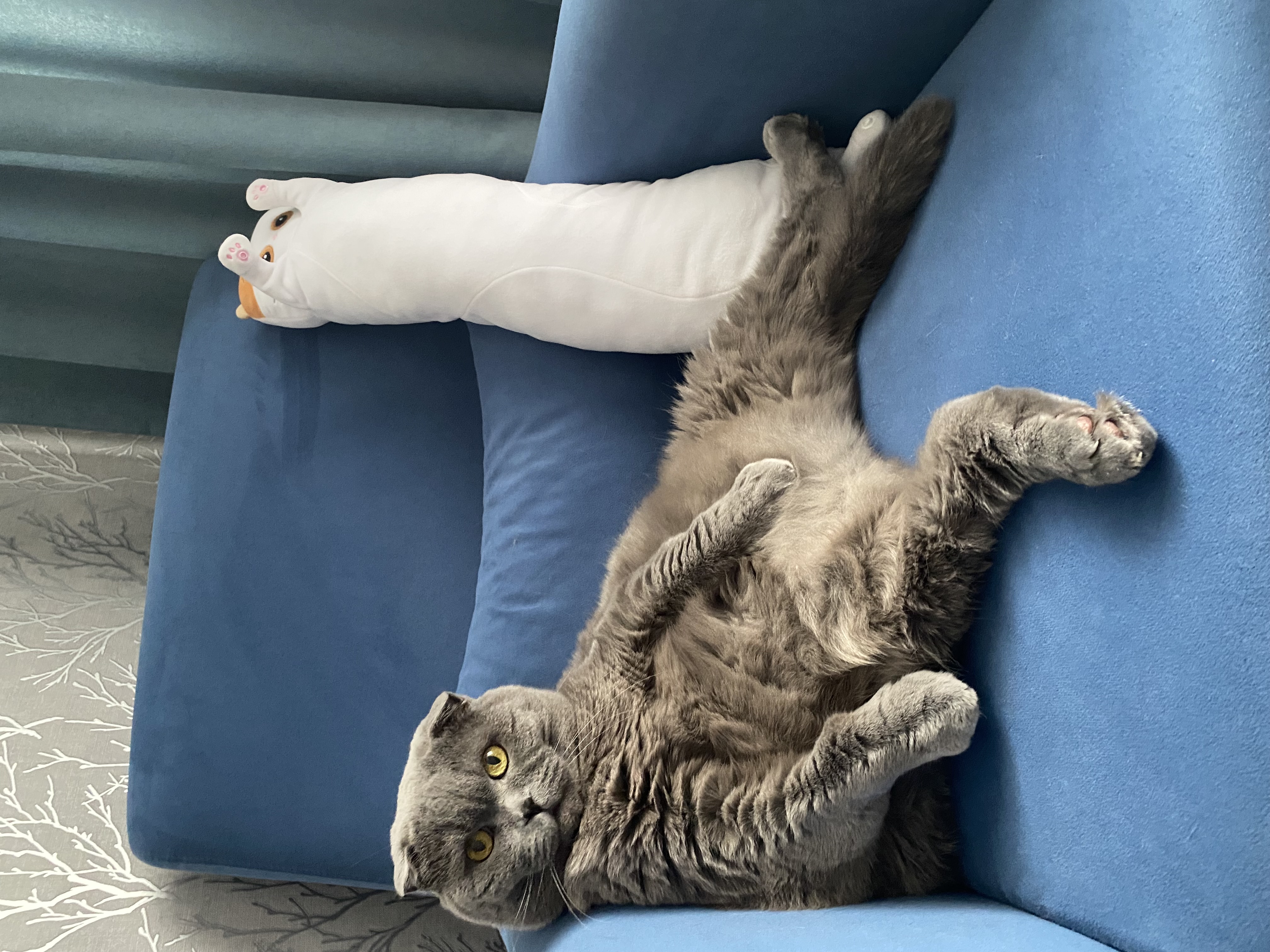 Фото питомца: кот Сильвестр сидит в любимой позе на кресле