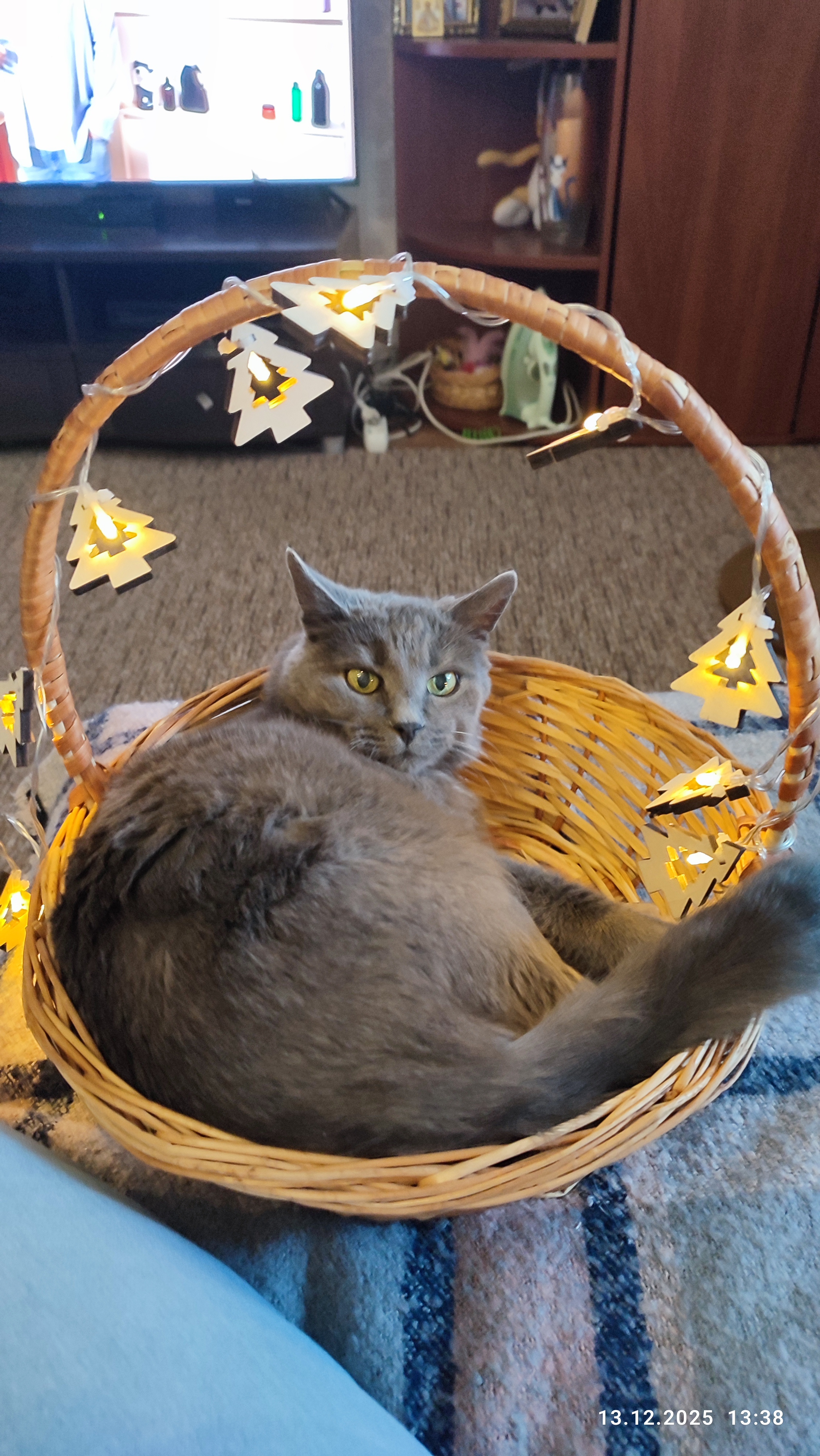 Фото питомца: кот Тима подготовился к встрече Нового года