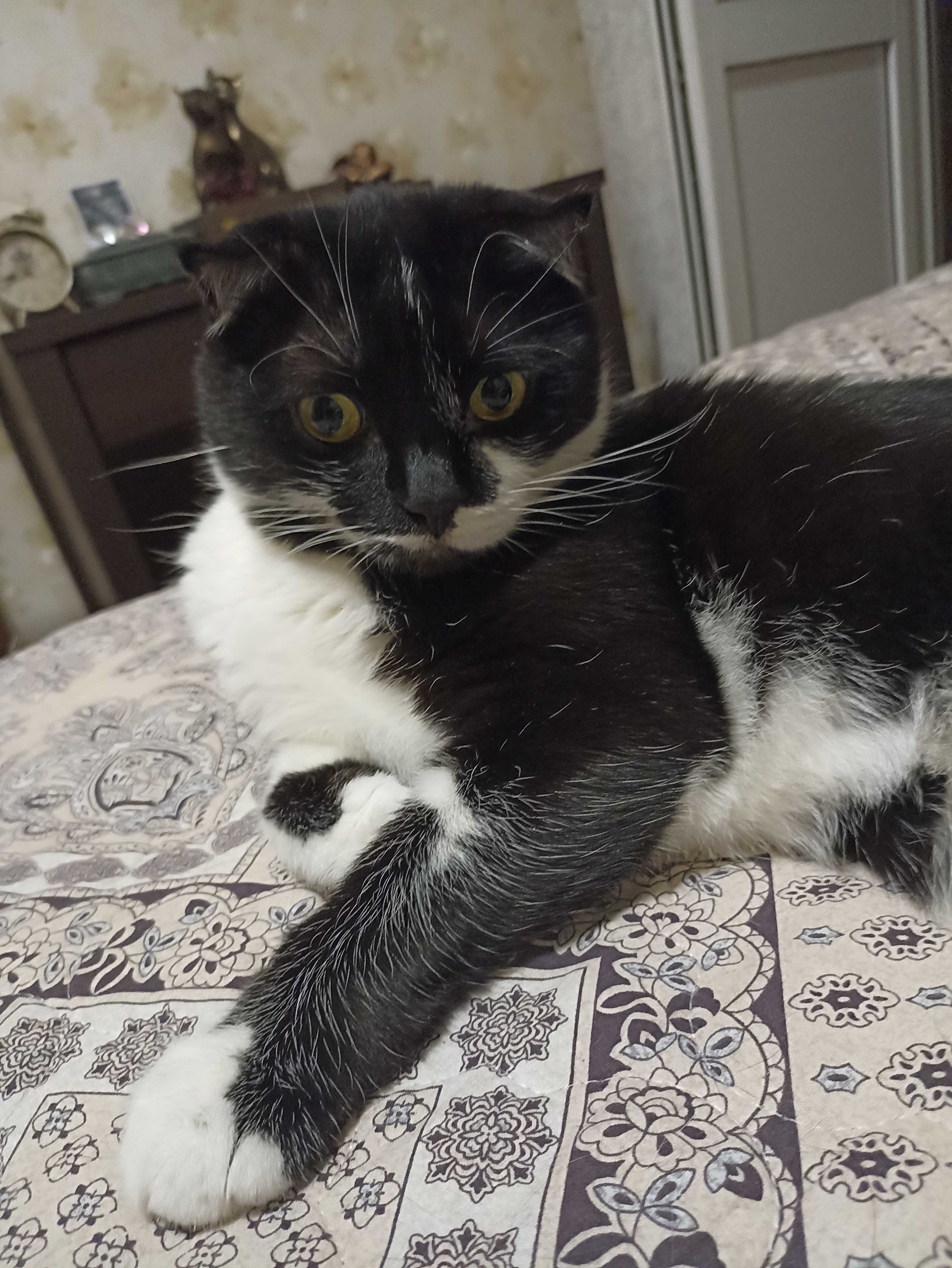 Фото питомца: будни кота Бонифация