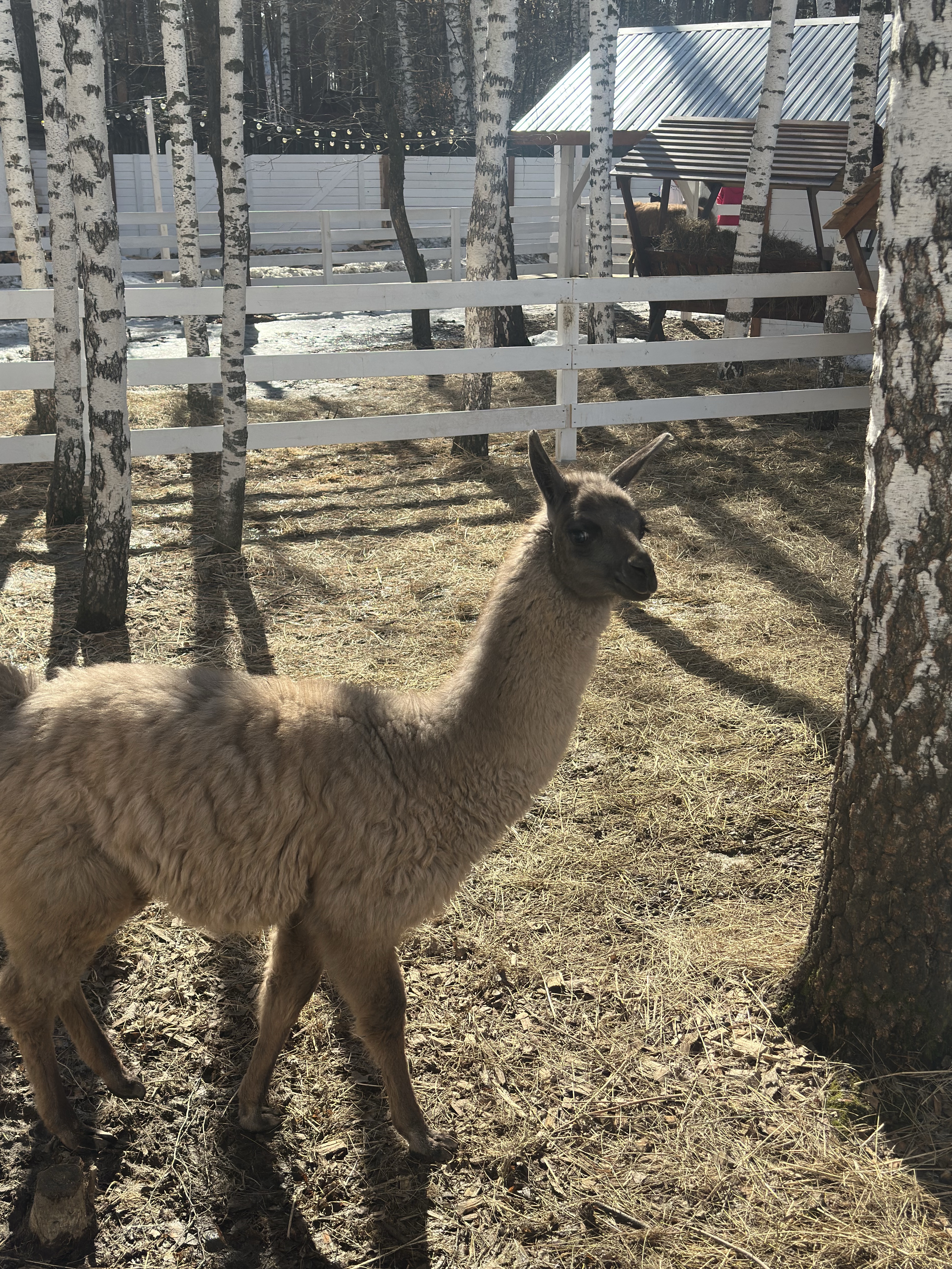 Фотоальбом: как мы посетили парк альпак в Екатеринбурге