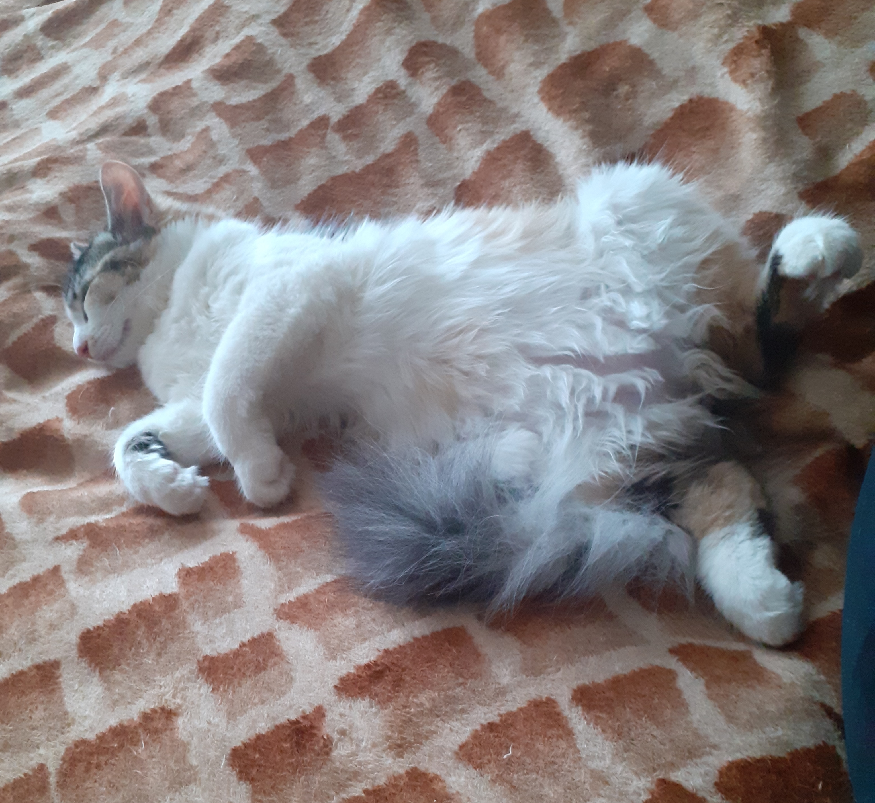 Фото питомца: кошечке Мэри хорошо дома