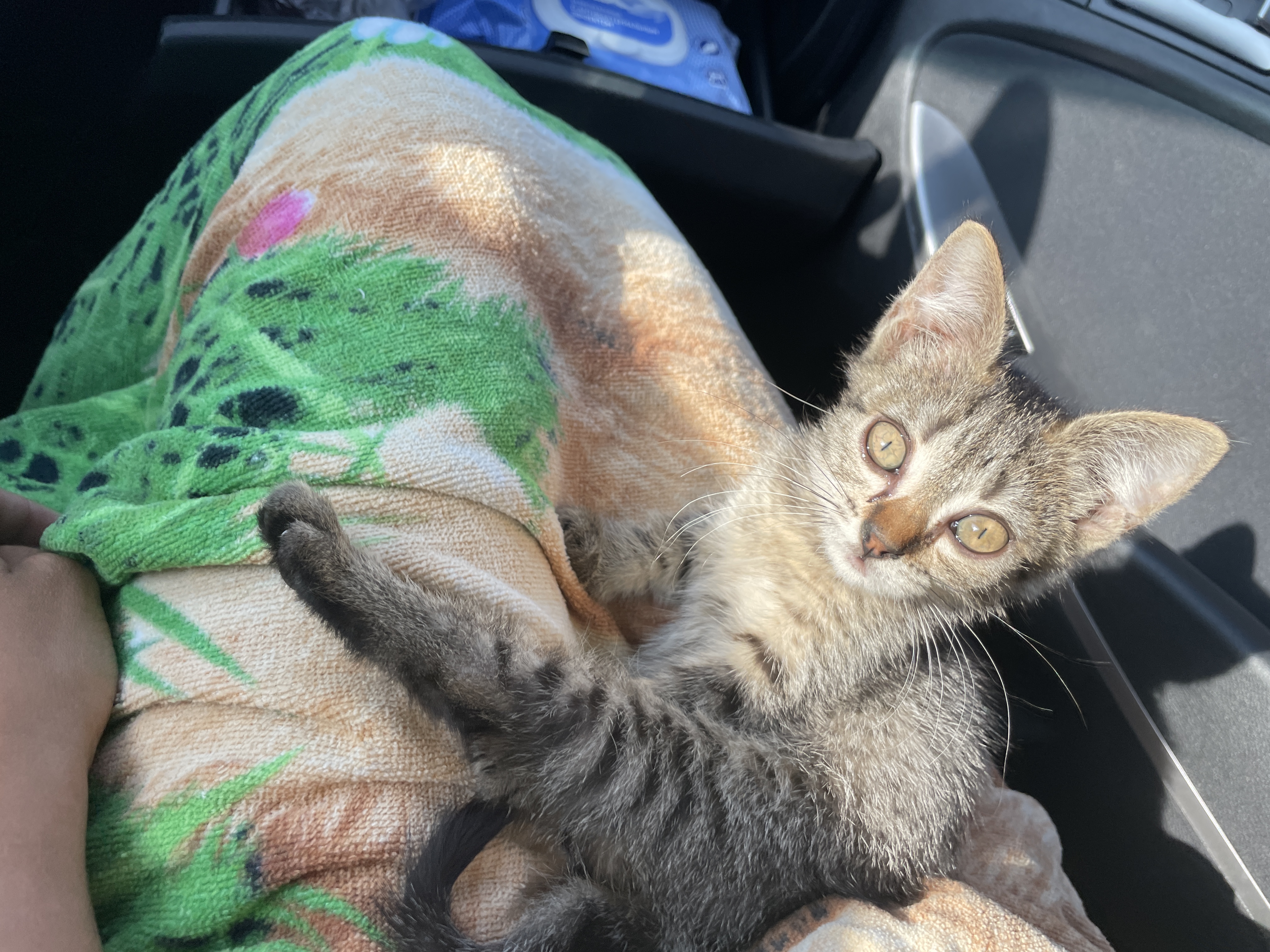 До и после: кошка Уна, спасенная с заправки в Шахтах, и через 2 года в Санкт-Петербурге