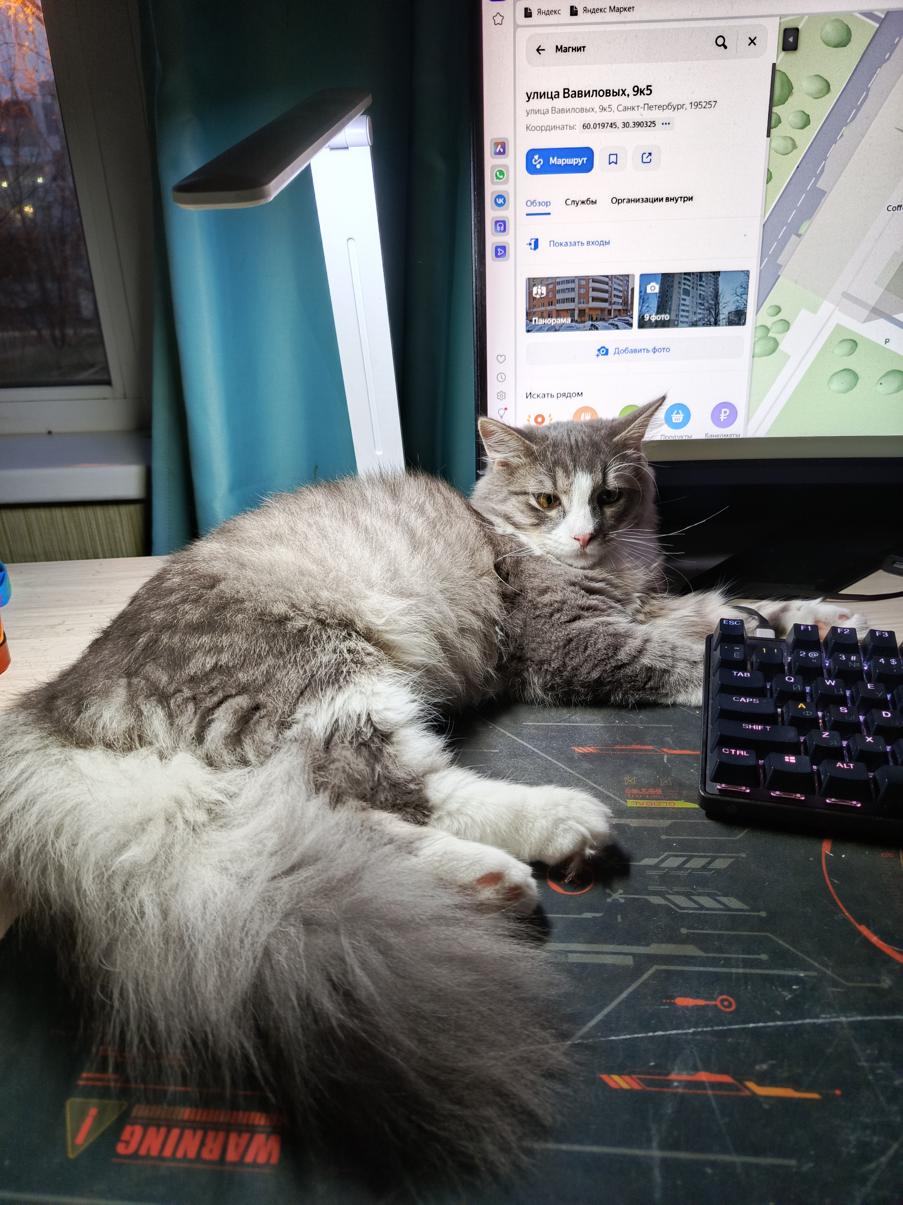 «У меня появился котик»: письмо Деду Морозу № 1