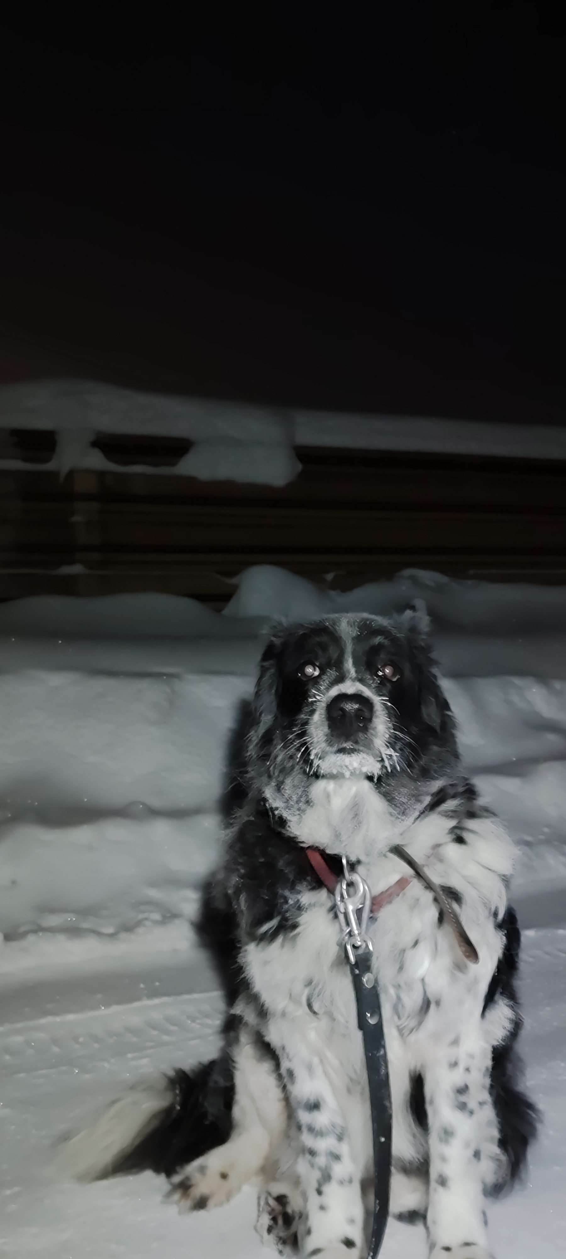 Фото питомцев: собаки Верба и Шейн проводят время за городом