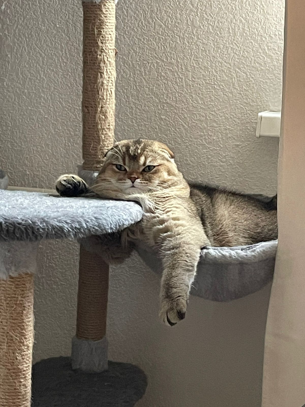 Фото питомца: кот Сима вырос