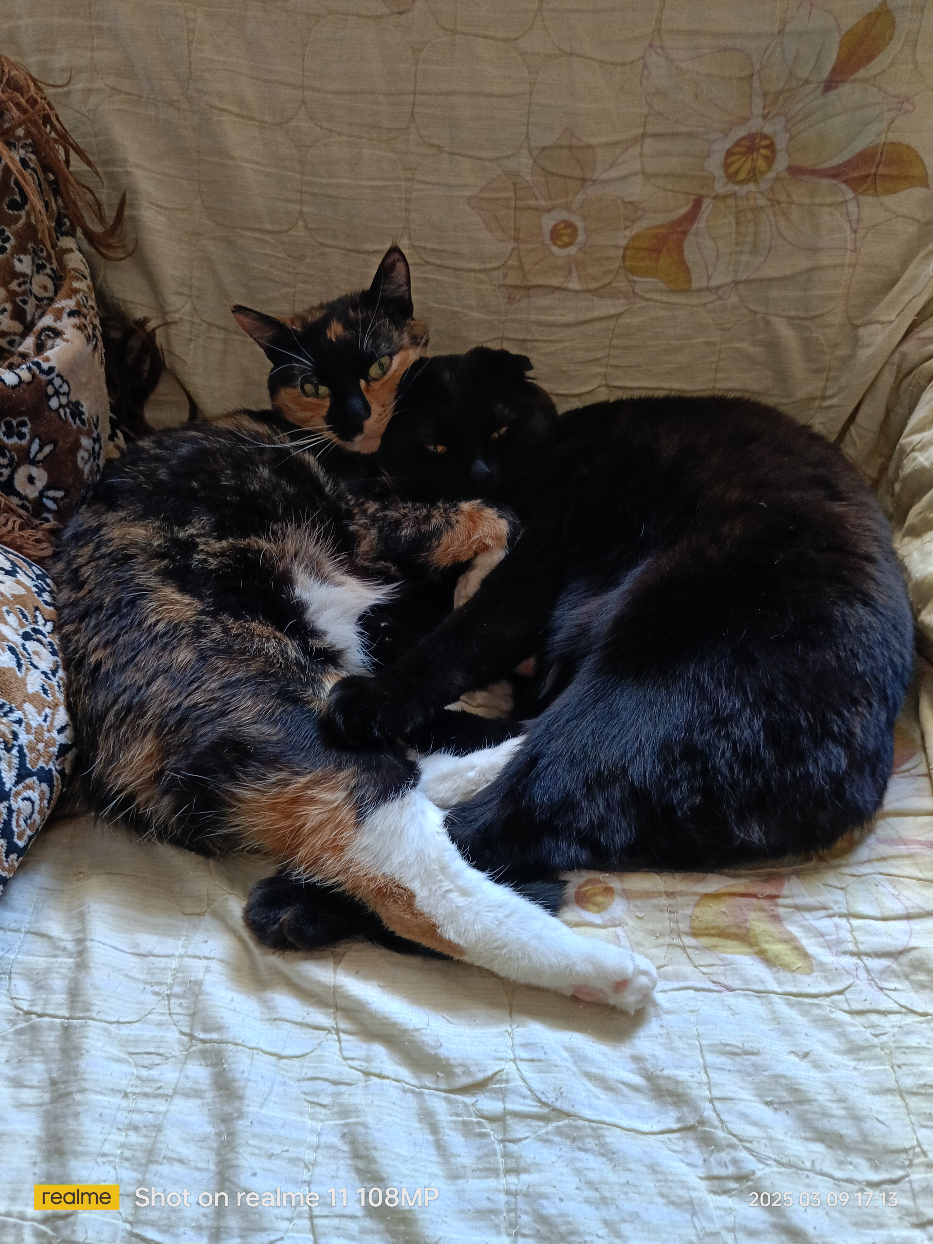 Фото питомцев: кошки Кесси и Рокки — сладкая парочка