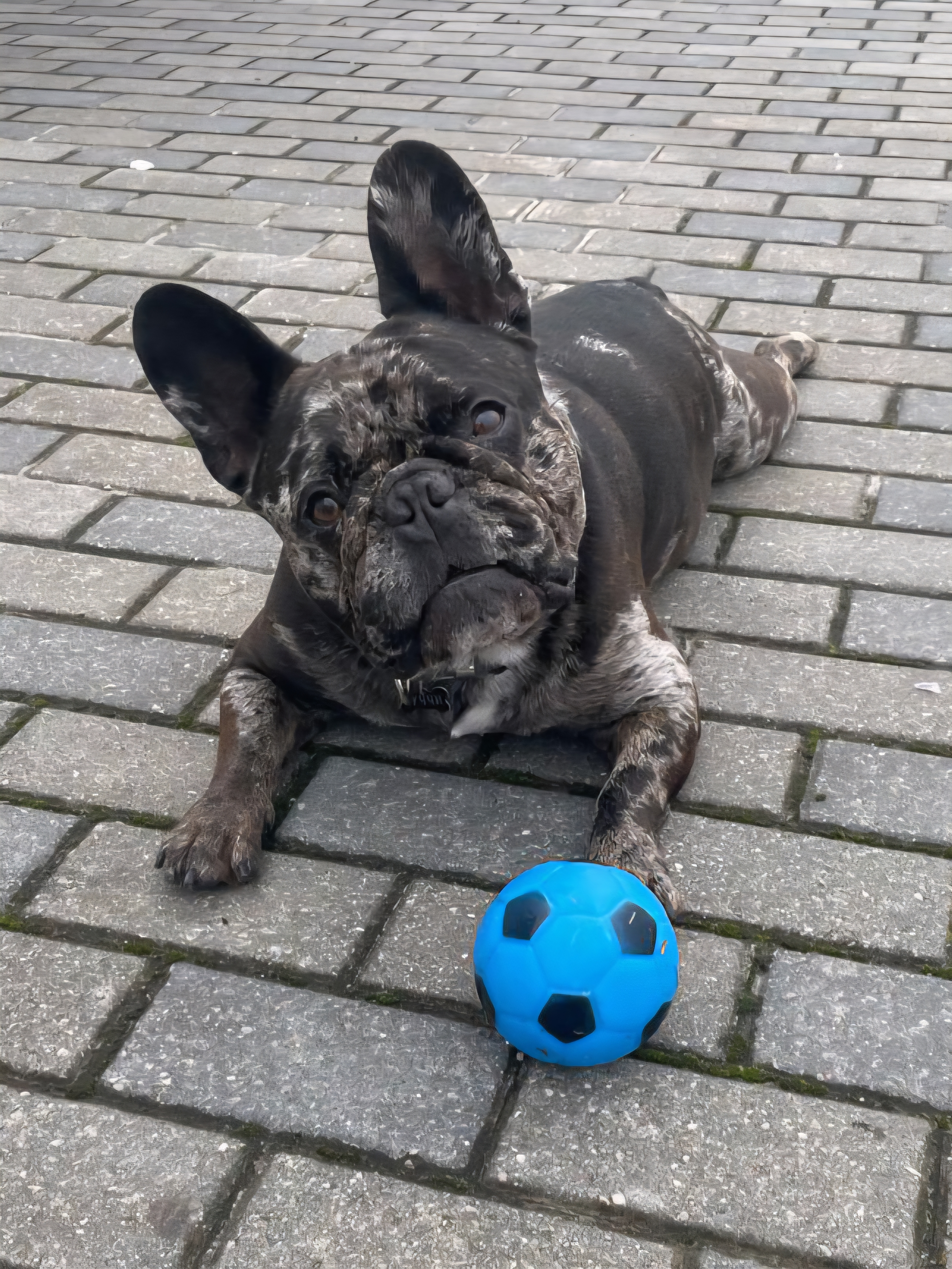 Фото питомца: французский бульдог показывает мячик