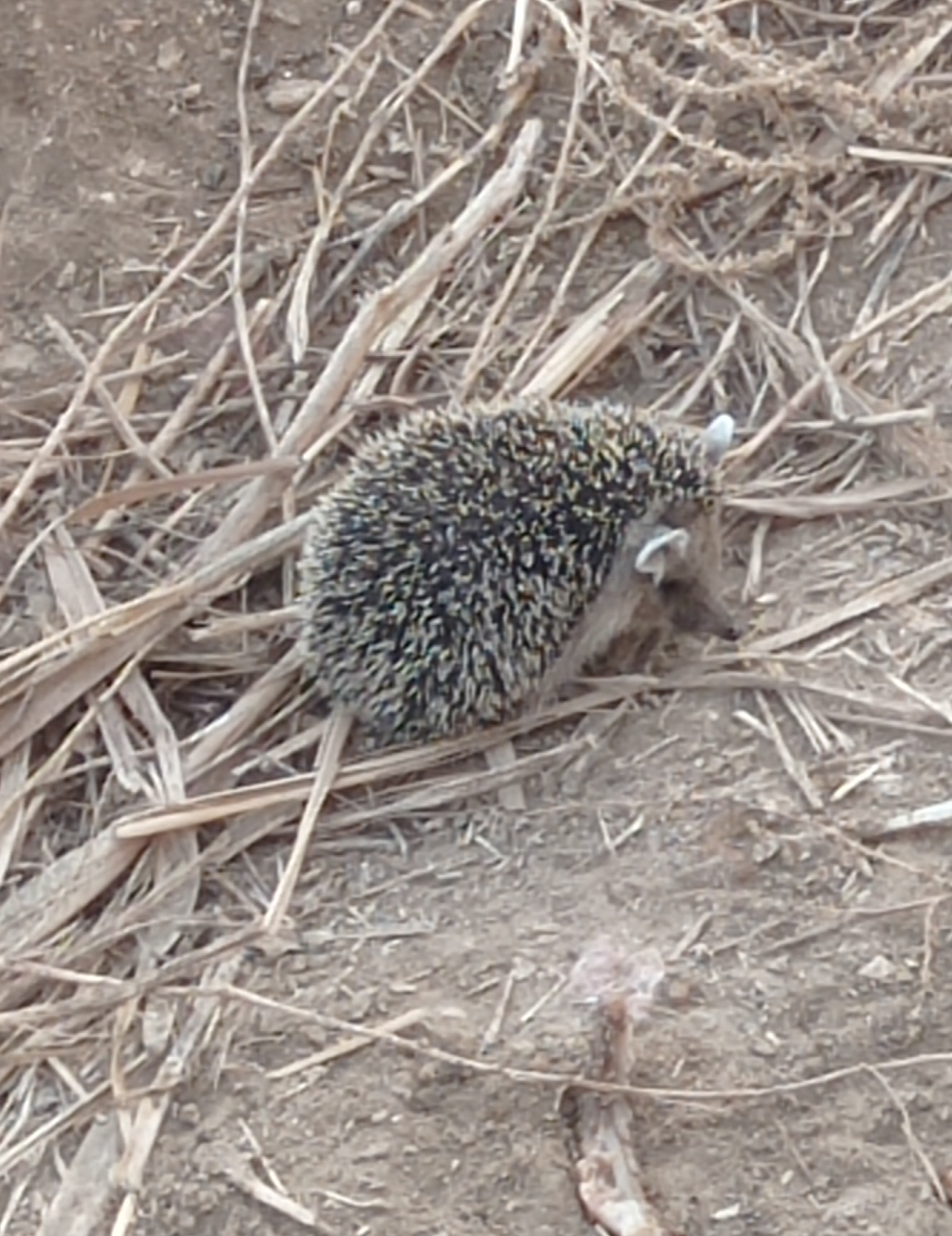 Фото питомцев: подборка забавных животных возле дома