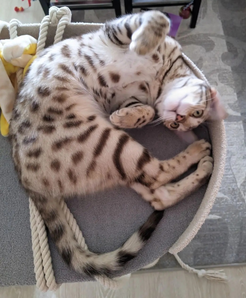 Фото питомца: кошка Кэсси — воспитанница школы гимнастики «Небесная грация»