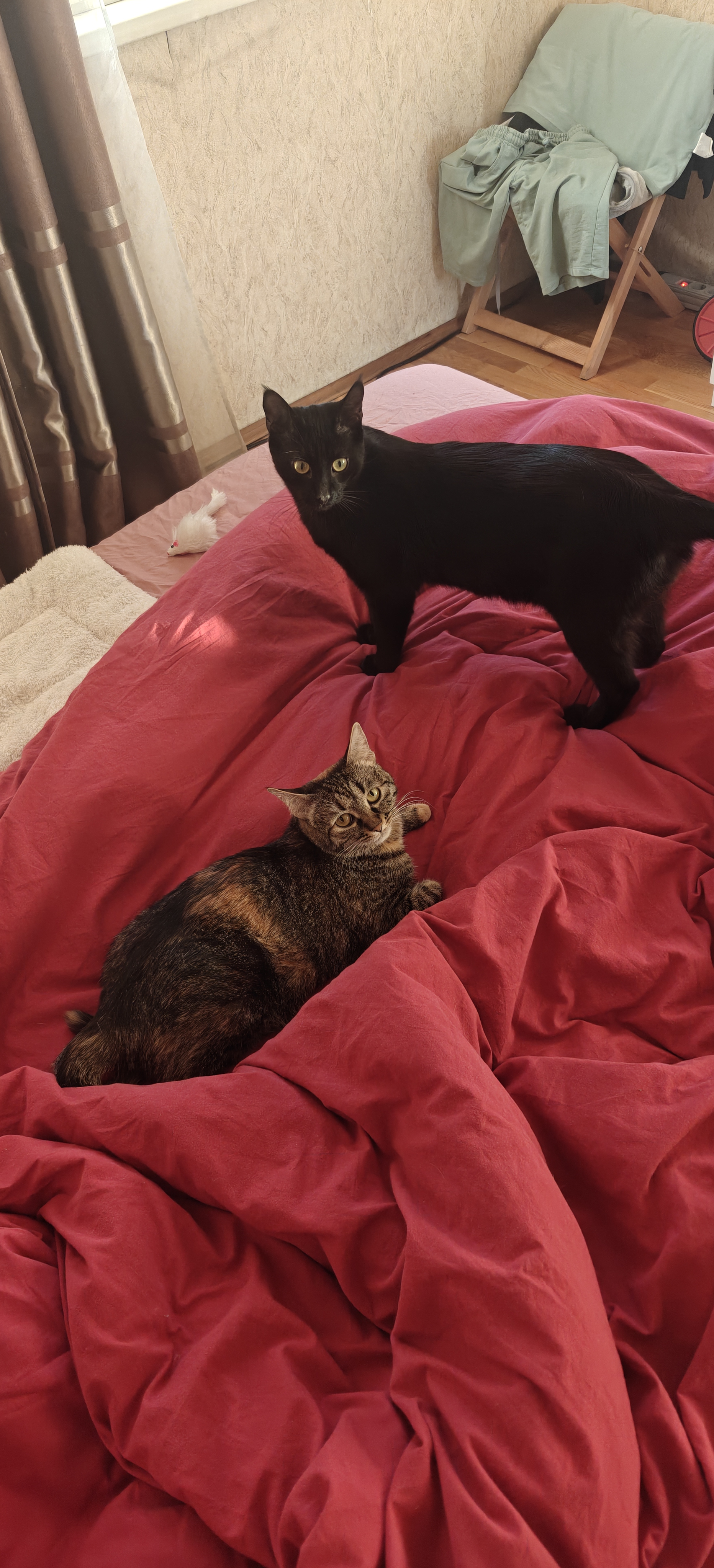 Фото питомцев: кот Дымок и кошка Муся ждут хозяина с работы