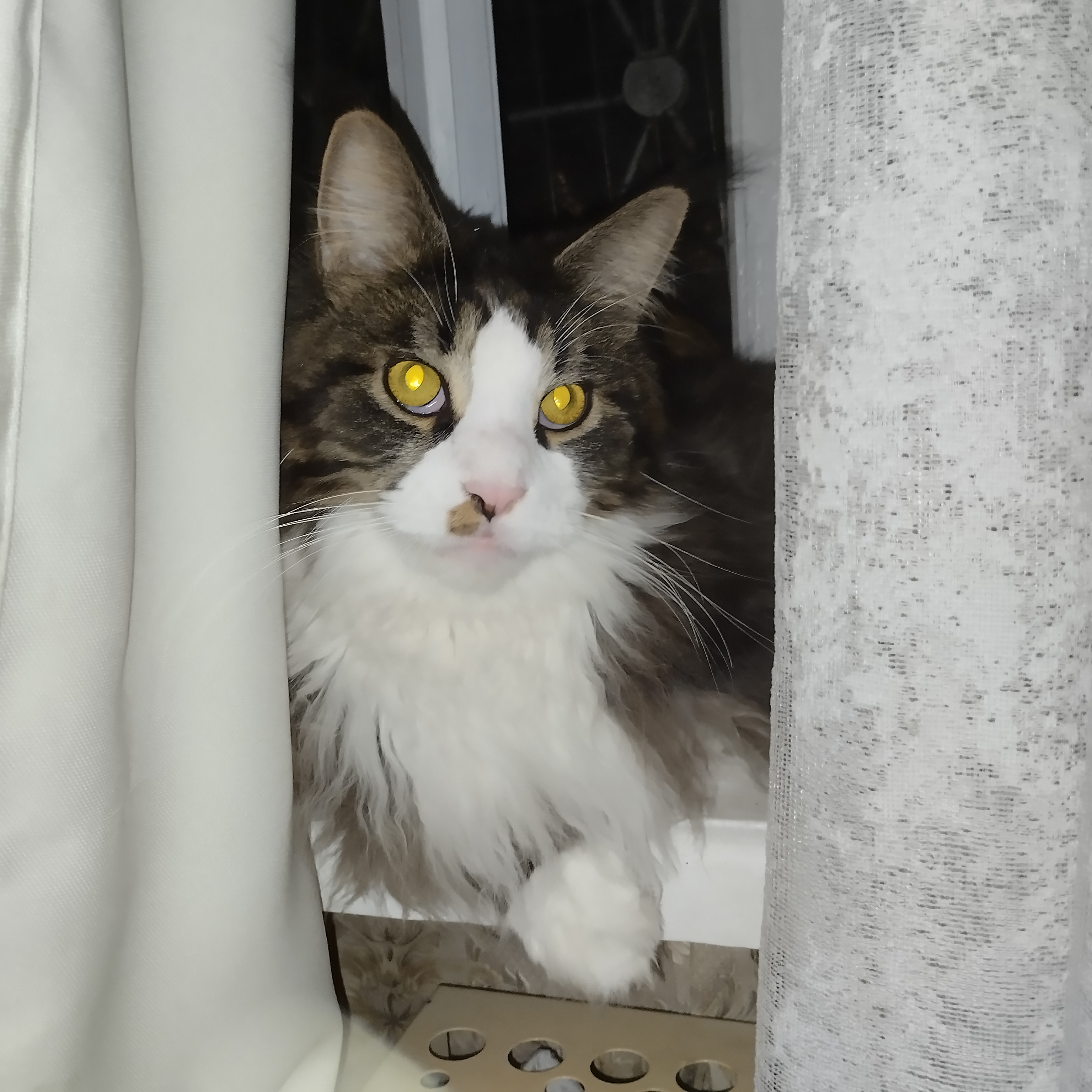 Фото питомца: котик и его любопытность