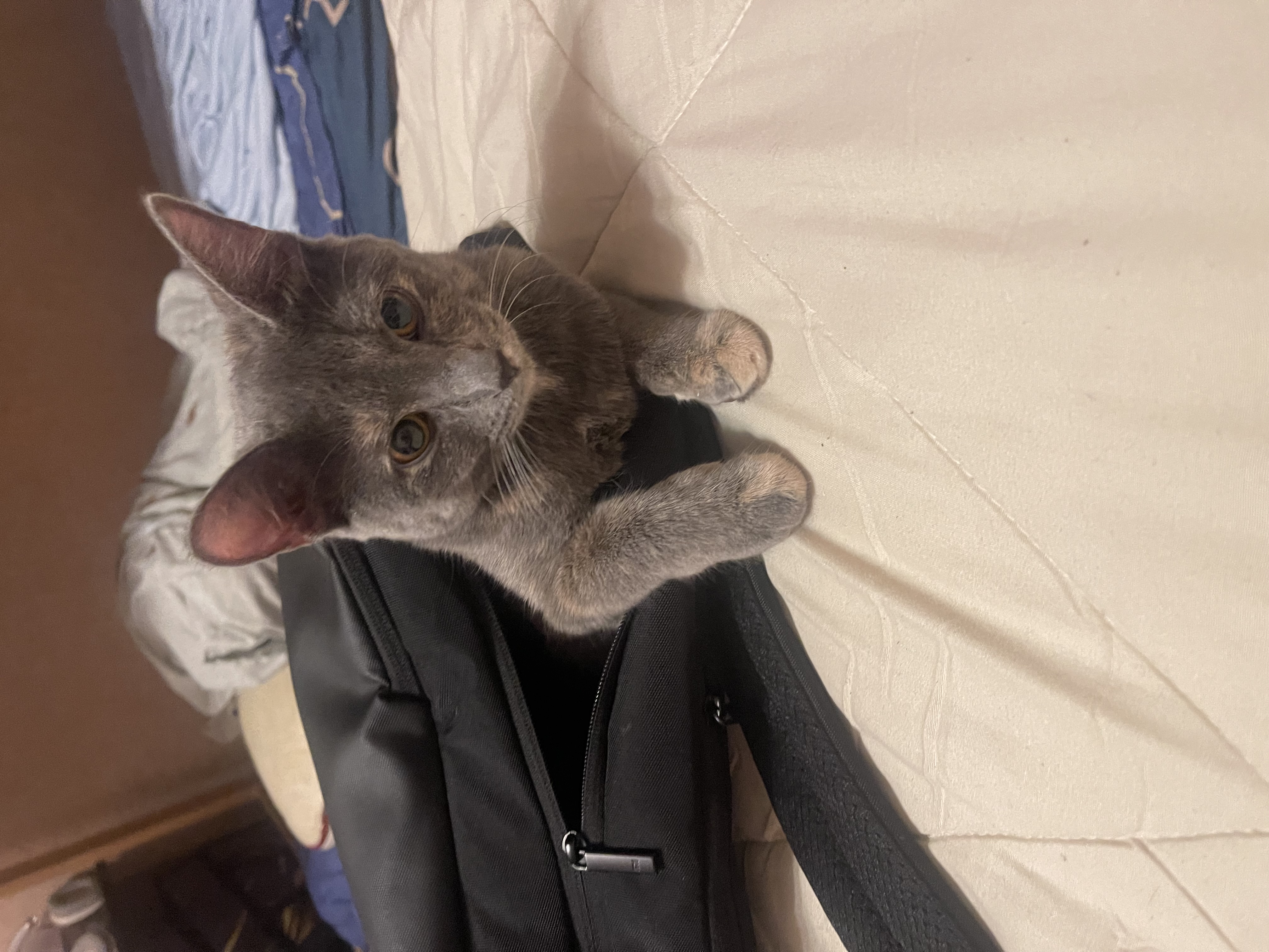 Мобильное фото: котенок и гранит науки