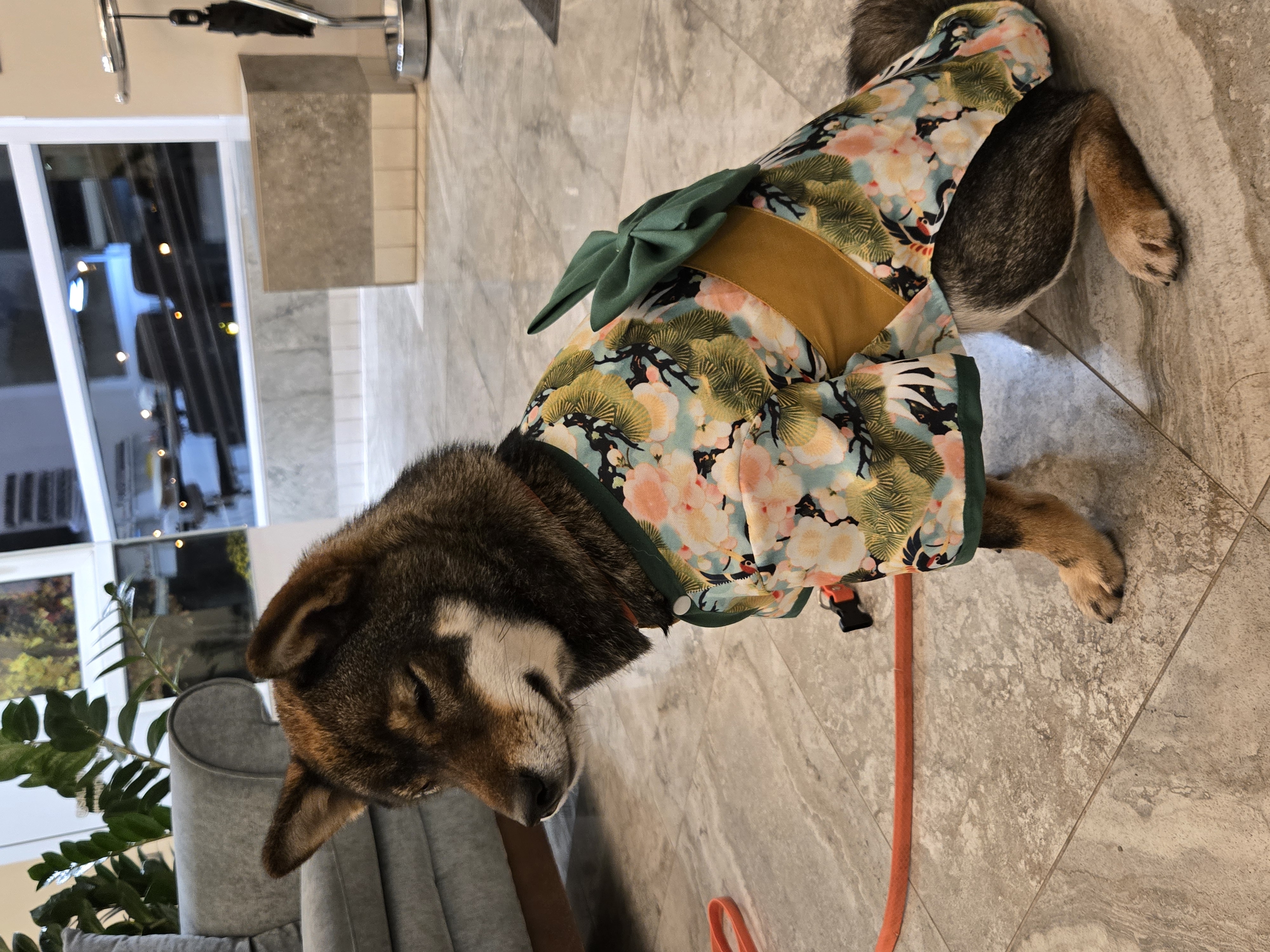 Фото питомца: сиба-ину Райко — японская принцесса