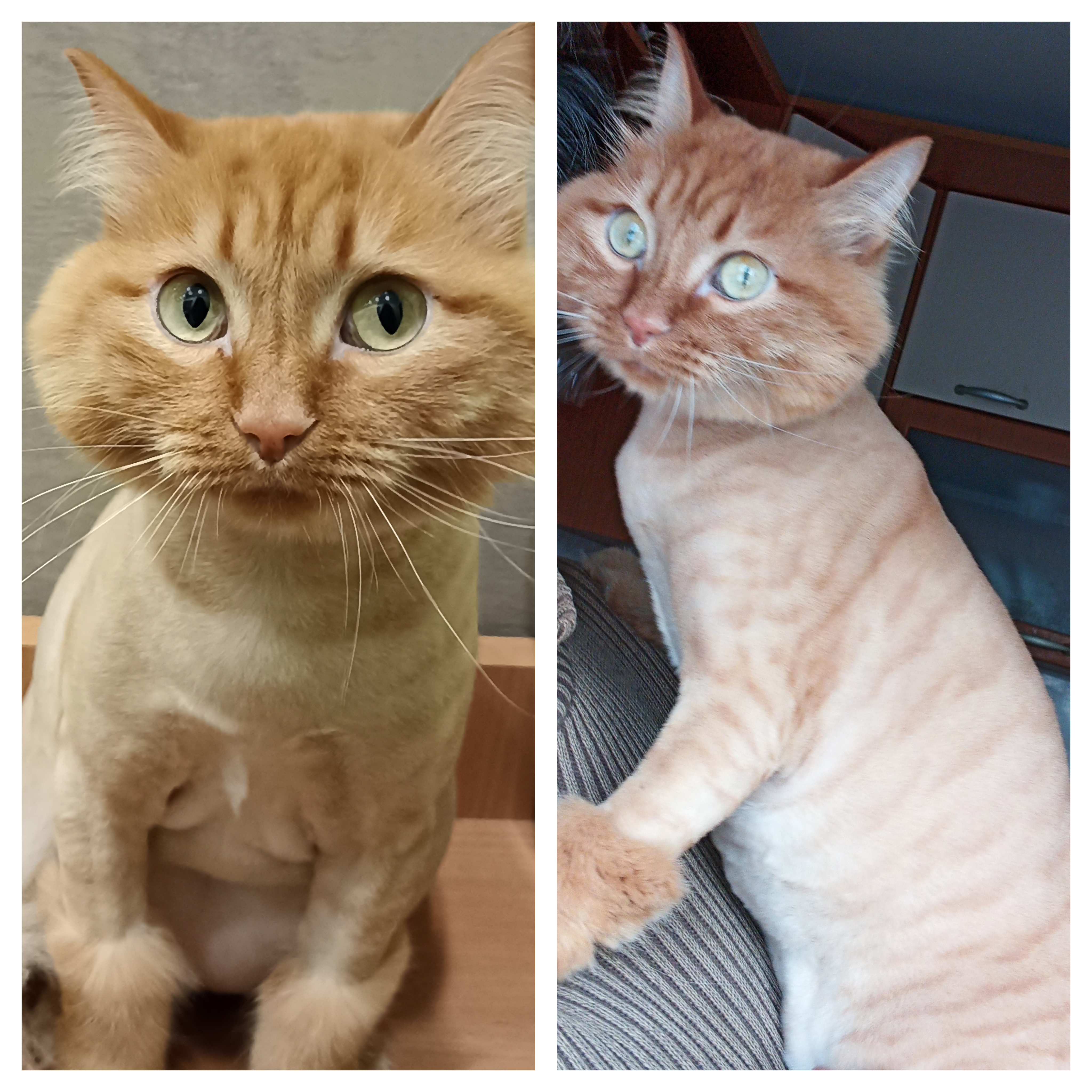 Фото питомцев: кот Рыжий, кошка Шанелька и пес Дик