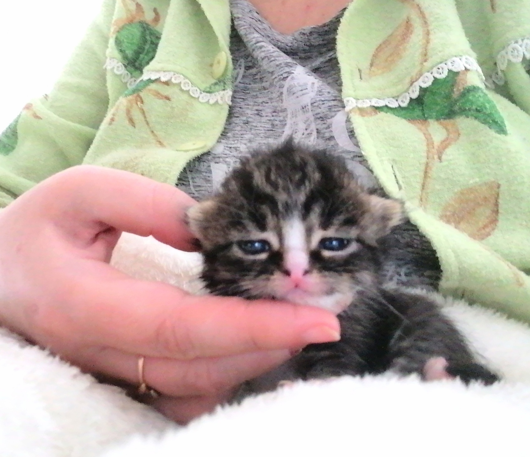 До и после: котята, спасенные с улицы, в 3 недели и спустя 5 лет