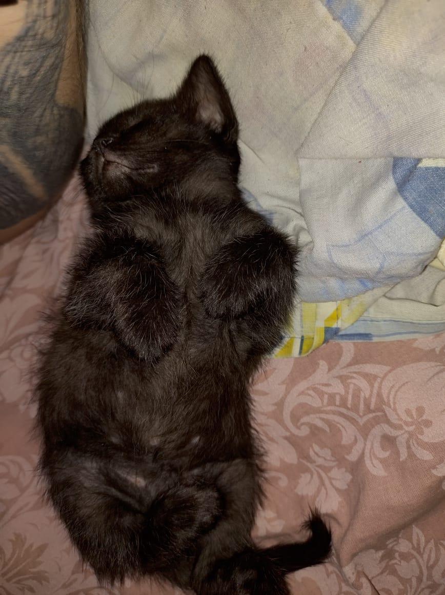 Фото питомца: кошка Ташка отдыхает