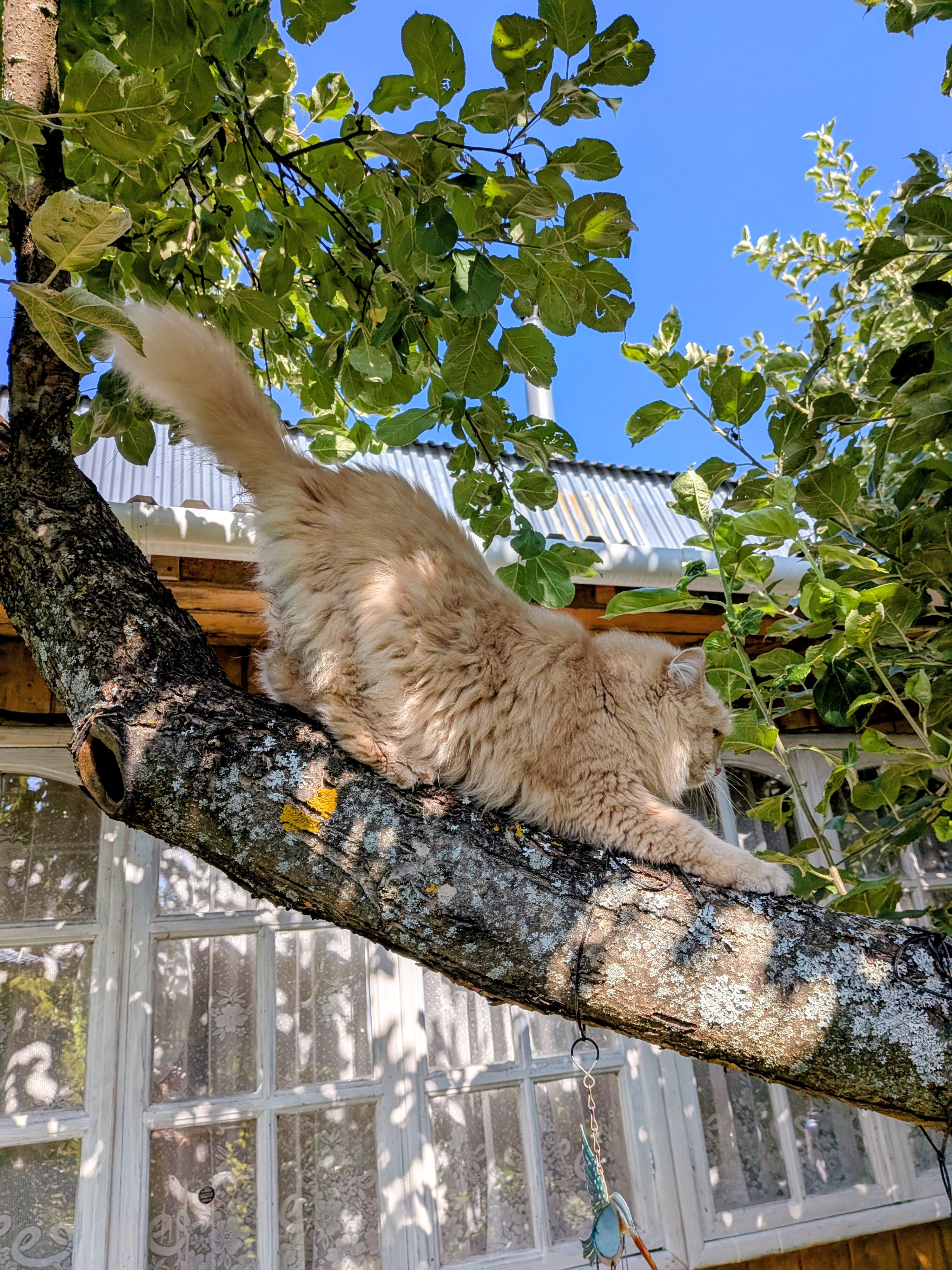 Фото питомца: кот Елисей на дереве