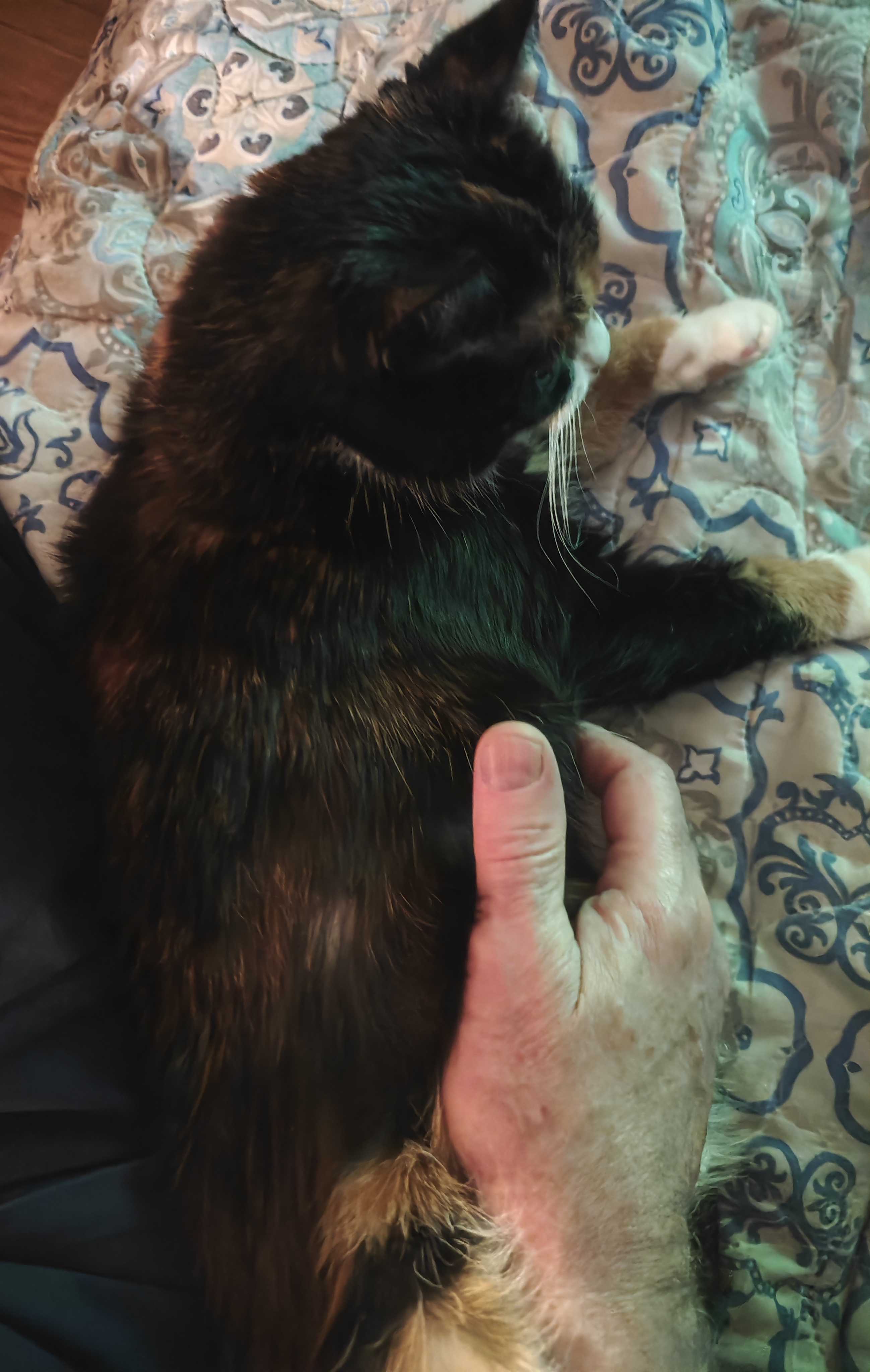 Фото питомца: кошка Дуся хочет ласки