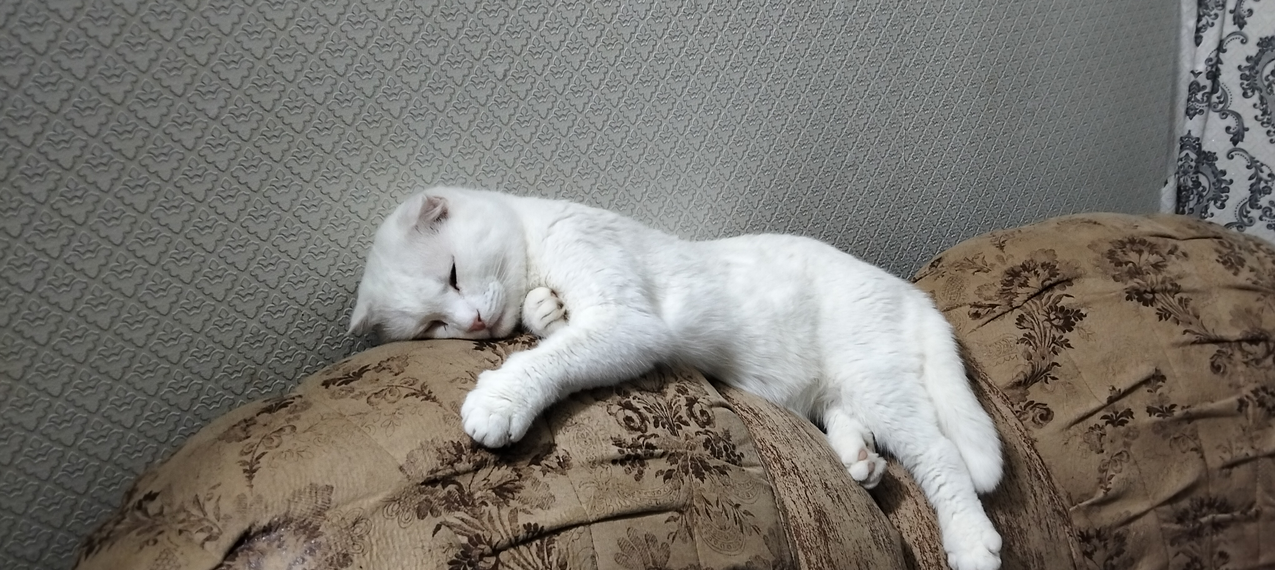 Фото питомца: кот Беляш — любитель поспать