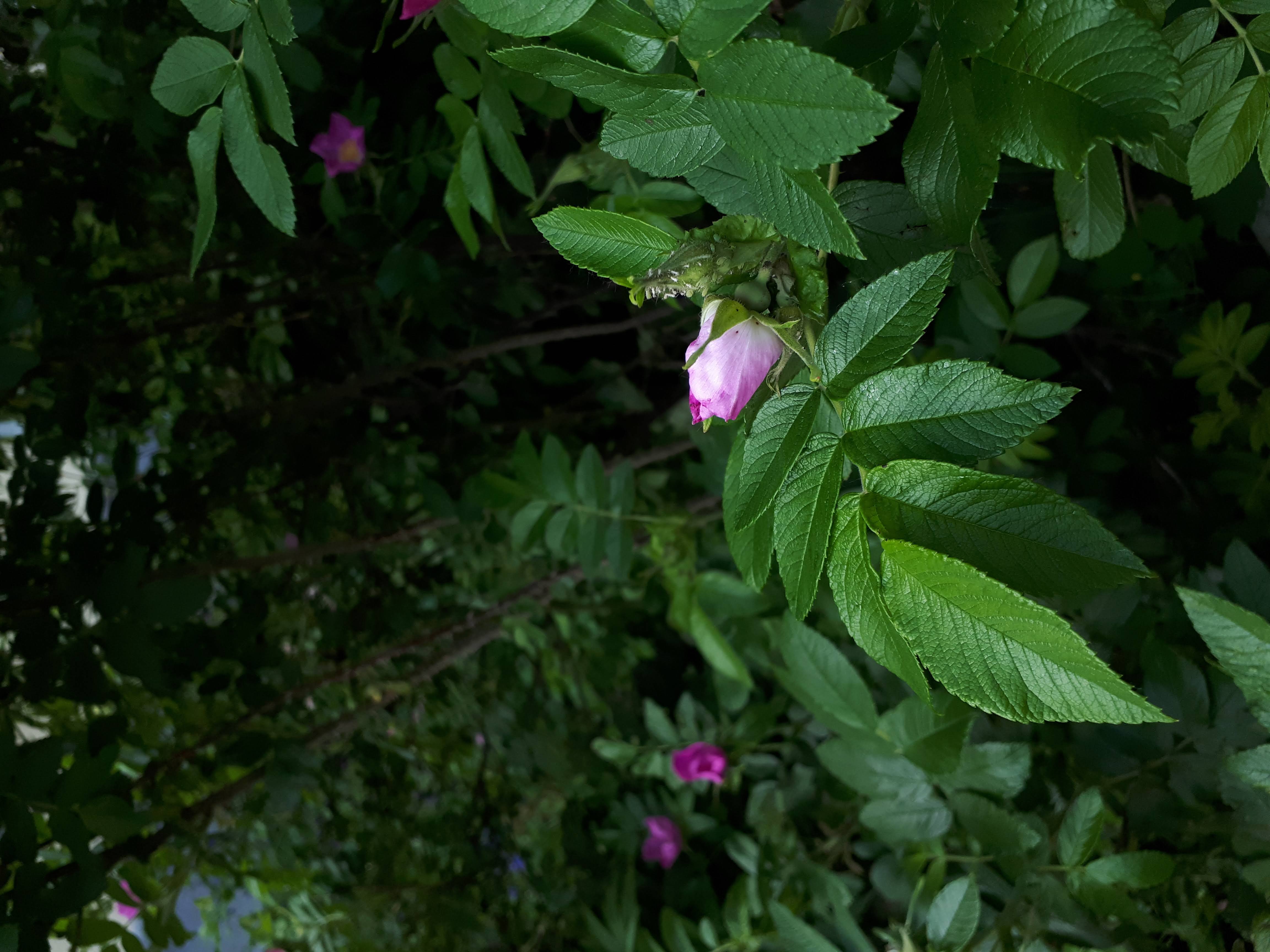 Мобильное фото: архивы за 2k19, два снимка