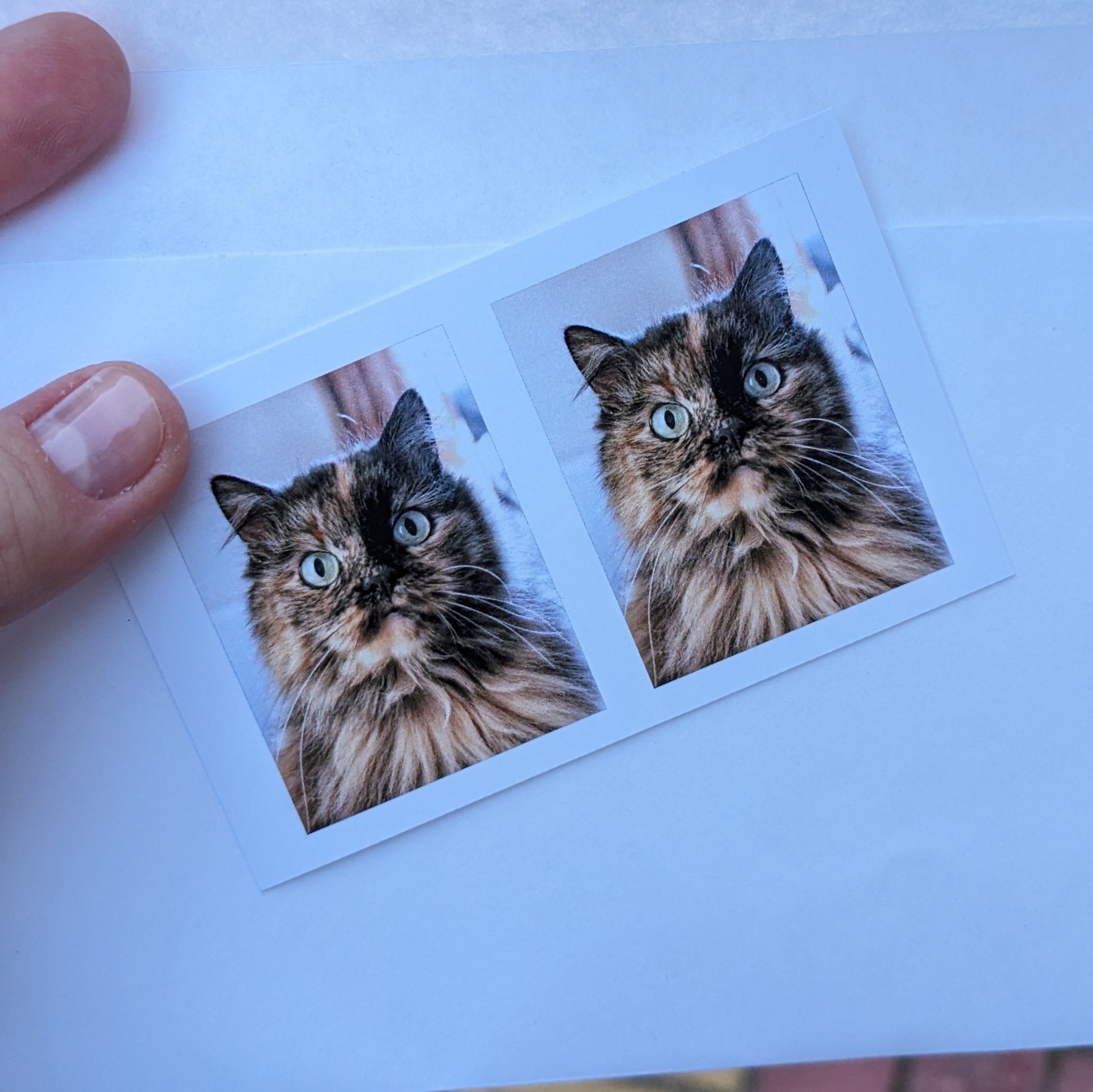 Как калининградская кошка Эстер стала москвичкой