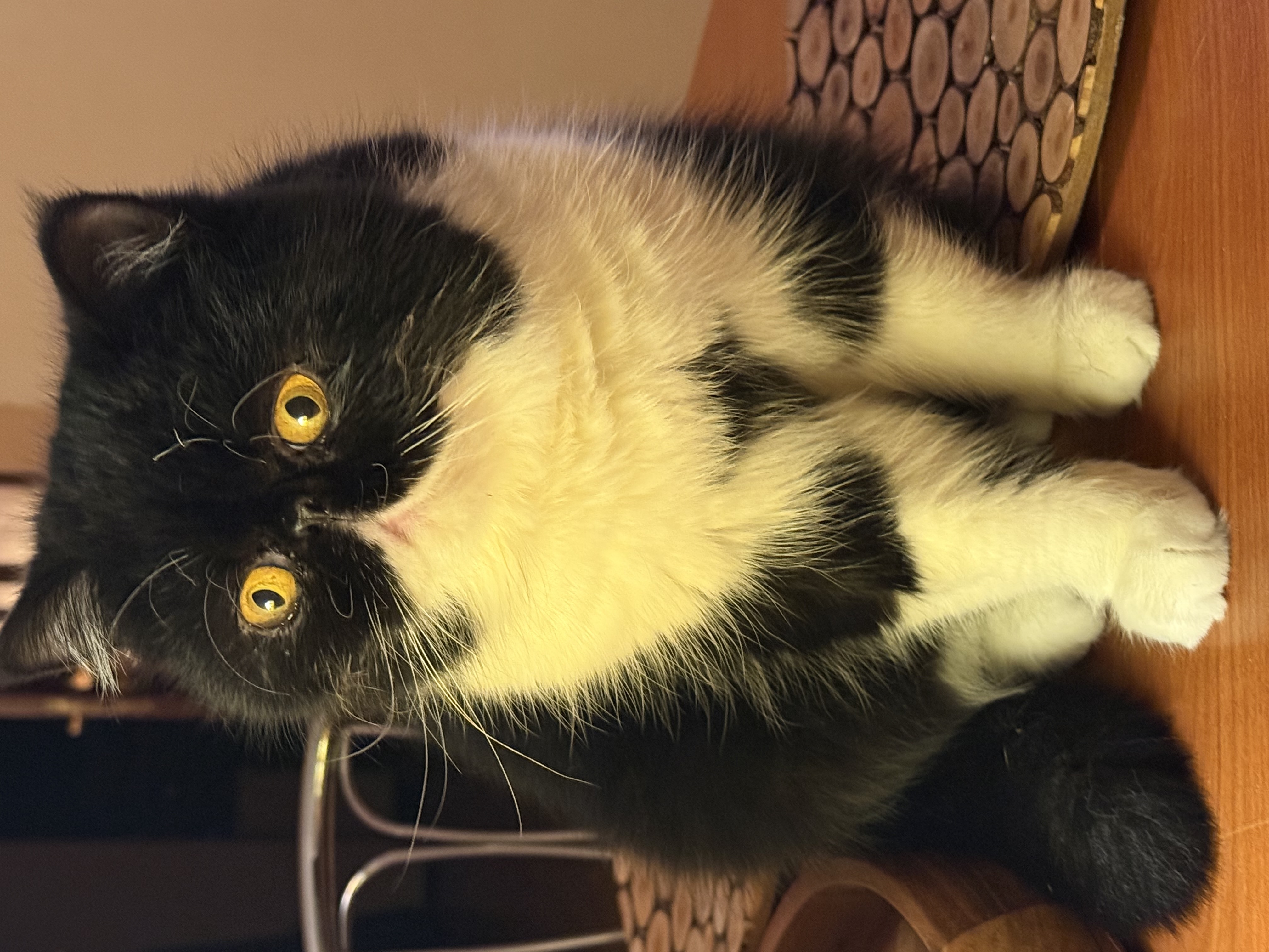 Фото питомца: кошка Карменсита позирует