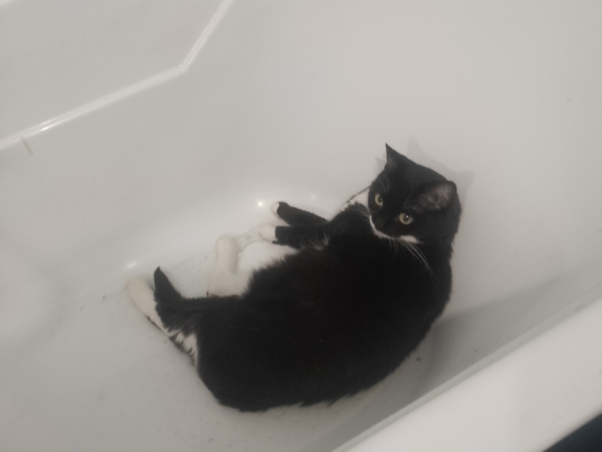 Фото питомцев: коты Вася и Муся любят полежать в ванне