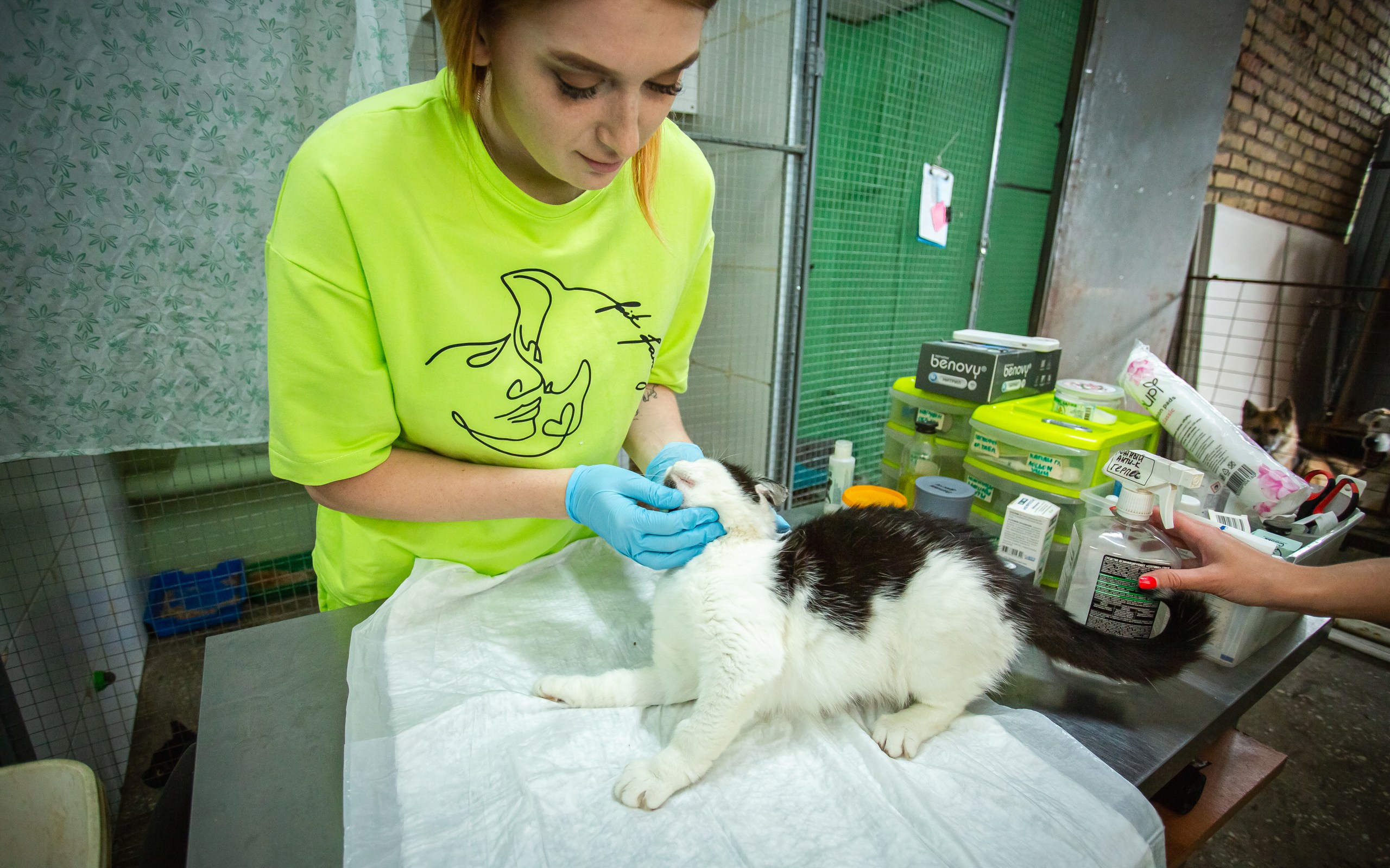 Какие задачи решает руководитель фонда помощи бездомным животным