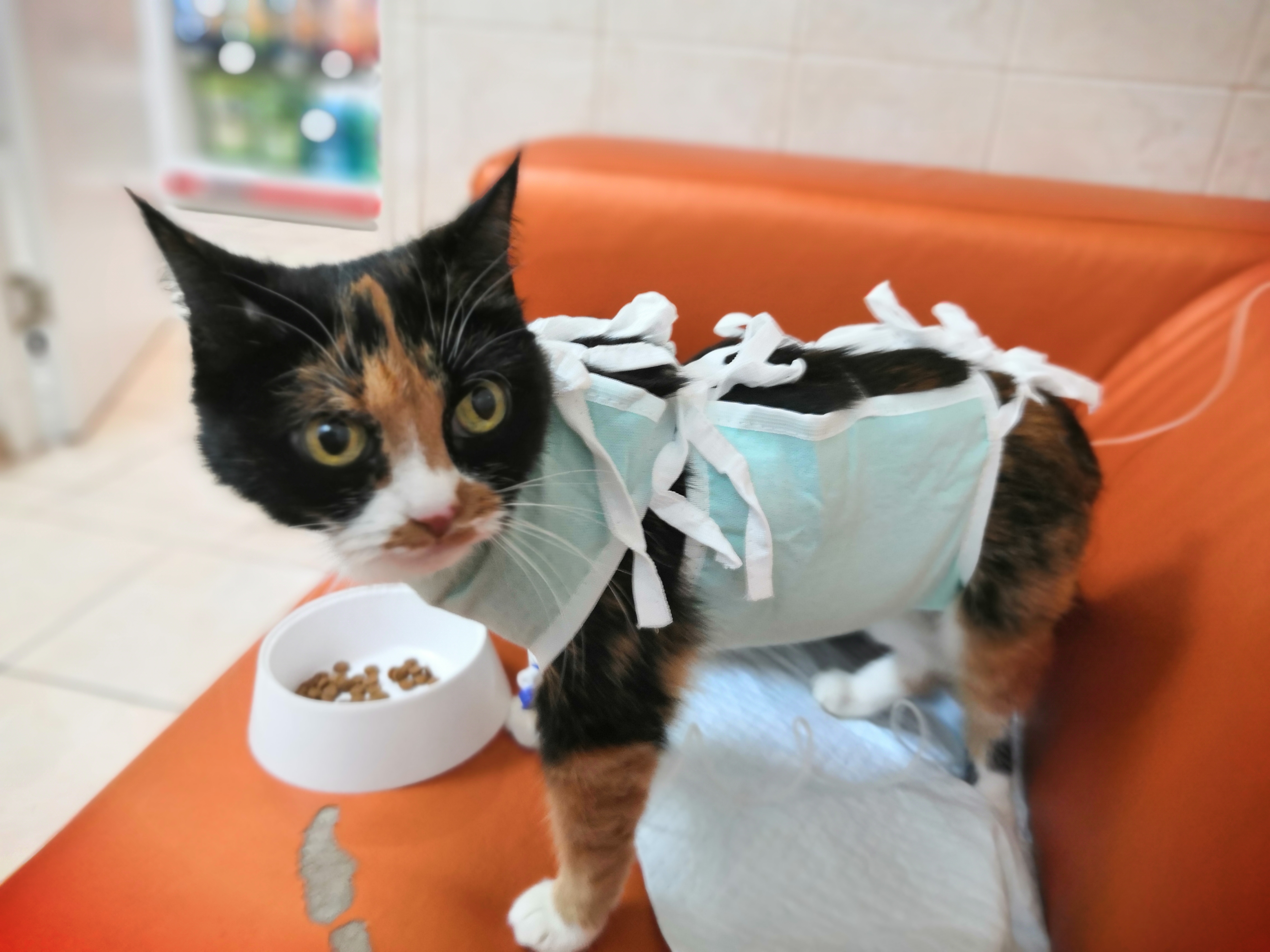 Фото питомца: кошка Дуся после операции