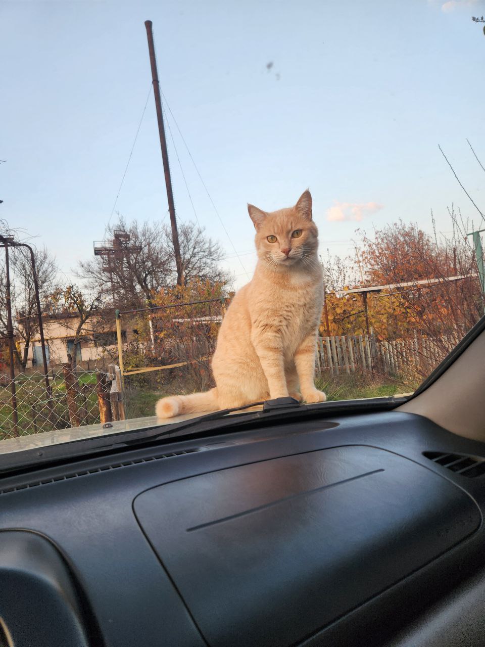 Фото питомца: кот Персик охраняет машину