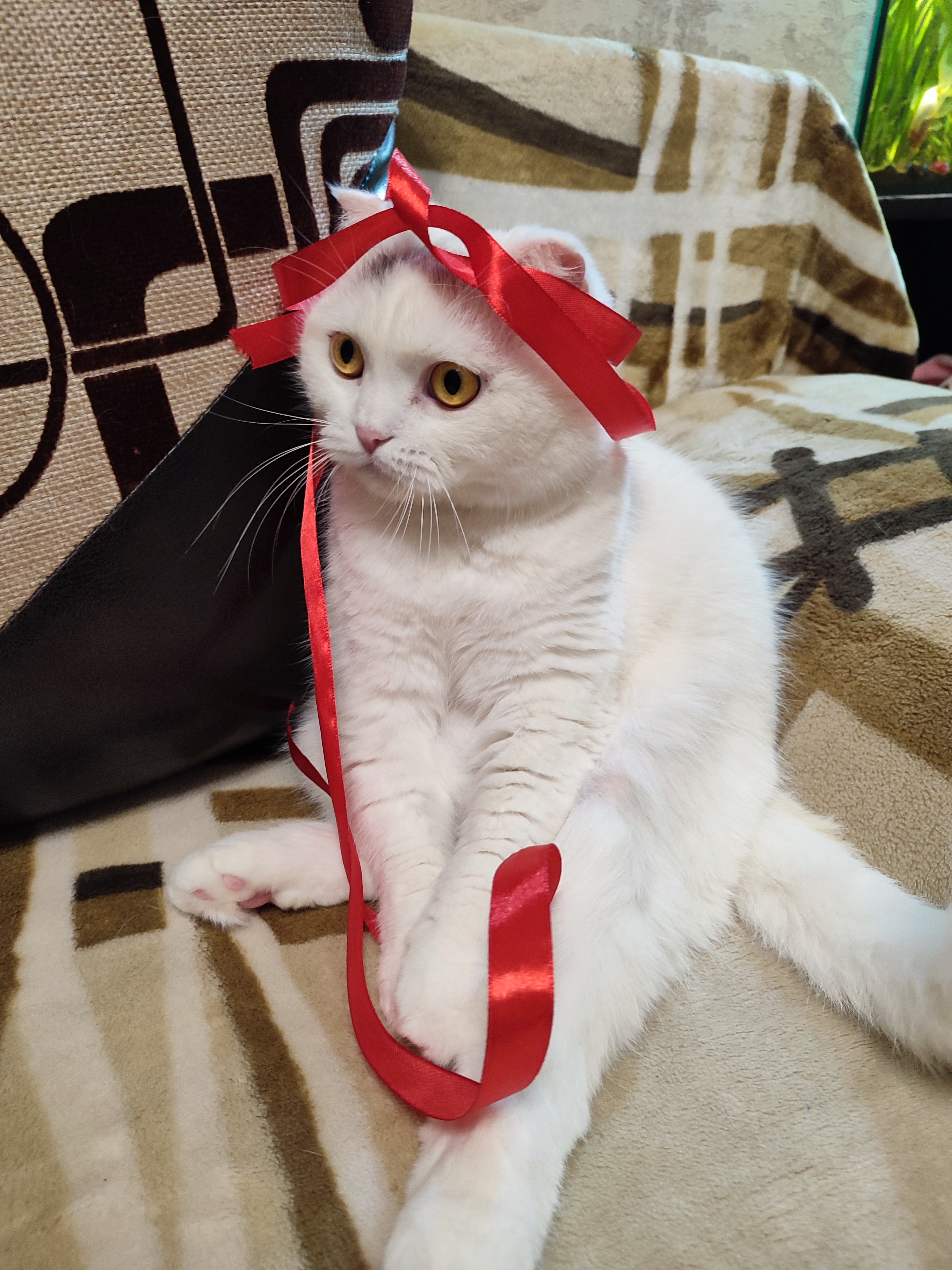 Фото питомца: кошка спрашивает, как ей завязать бантик