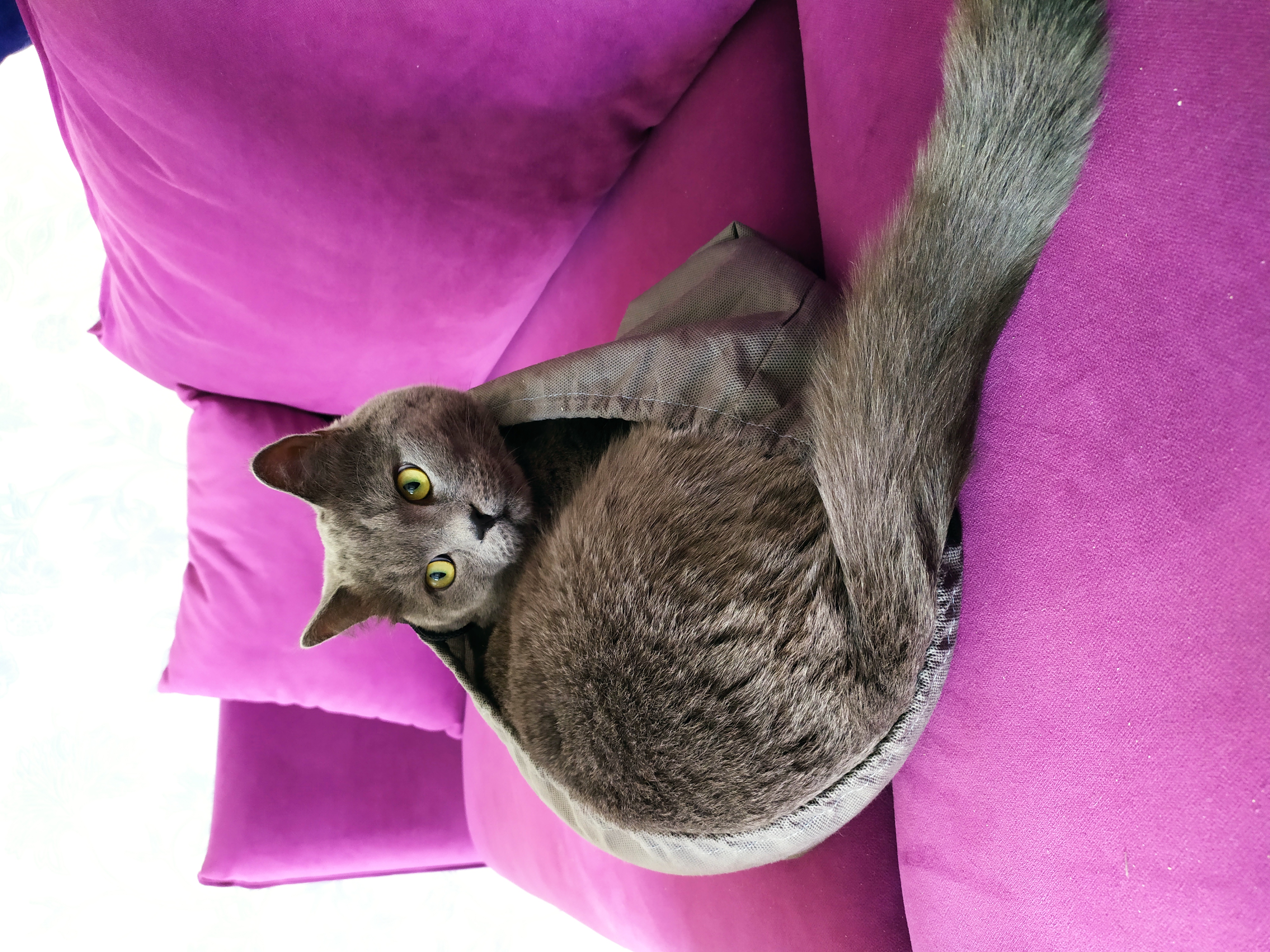 Фото питомца: кот Амир в мешке