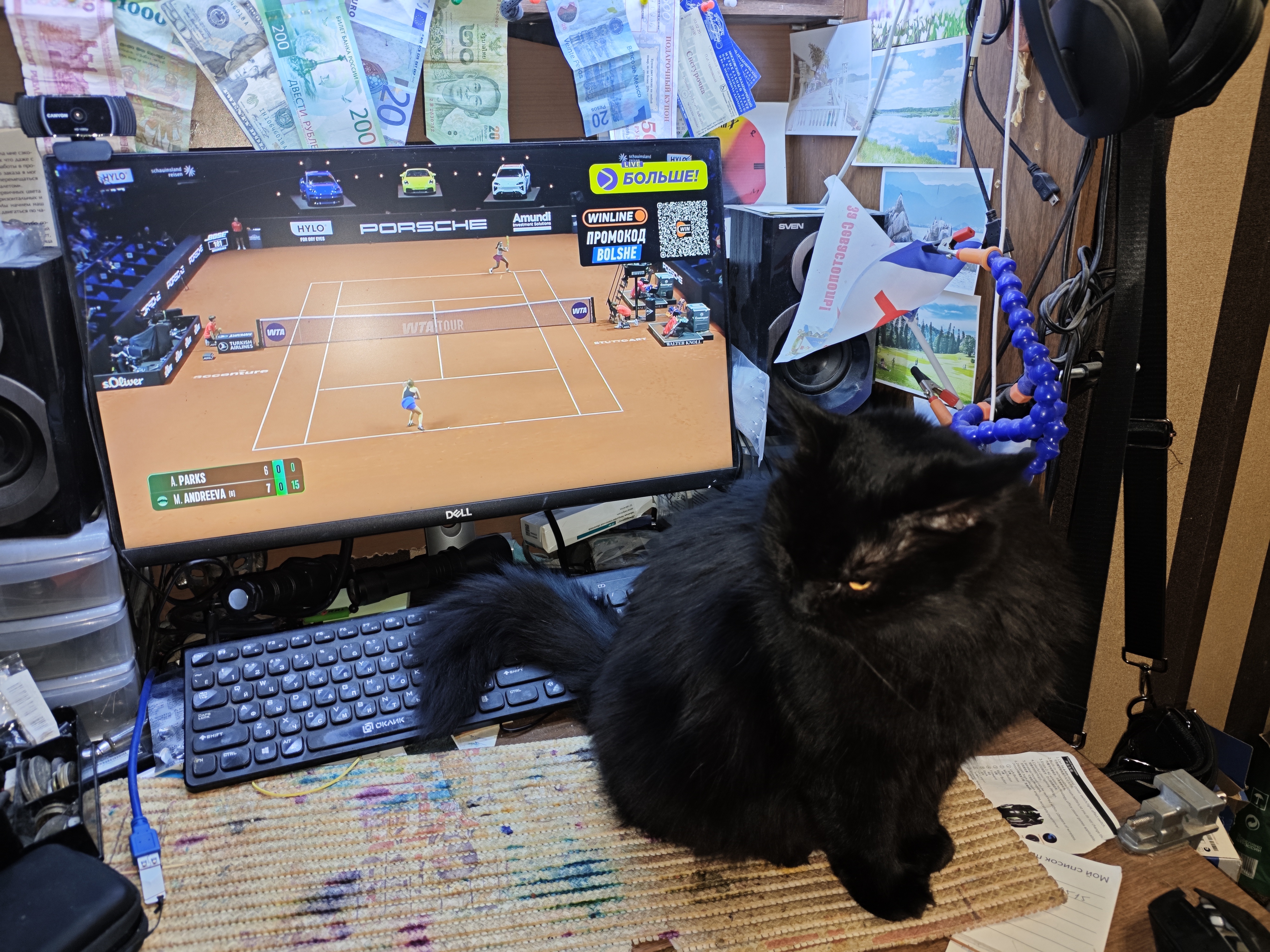 Фото питомца: смотрим теннис вместе с Кришей