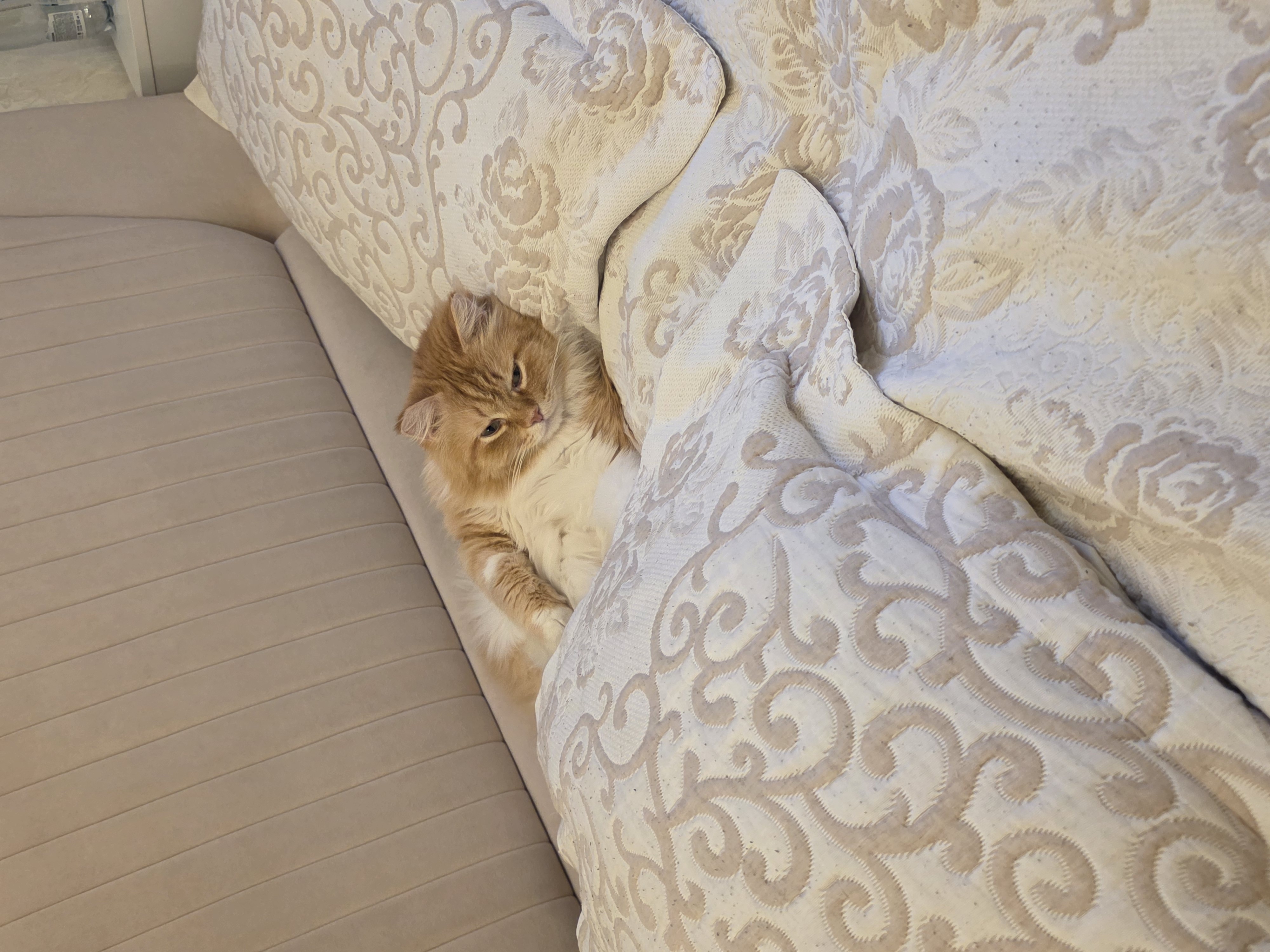 Фото питомцев: коты Юкки Мяккинен и Инжир Мерфи