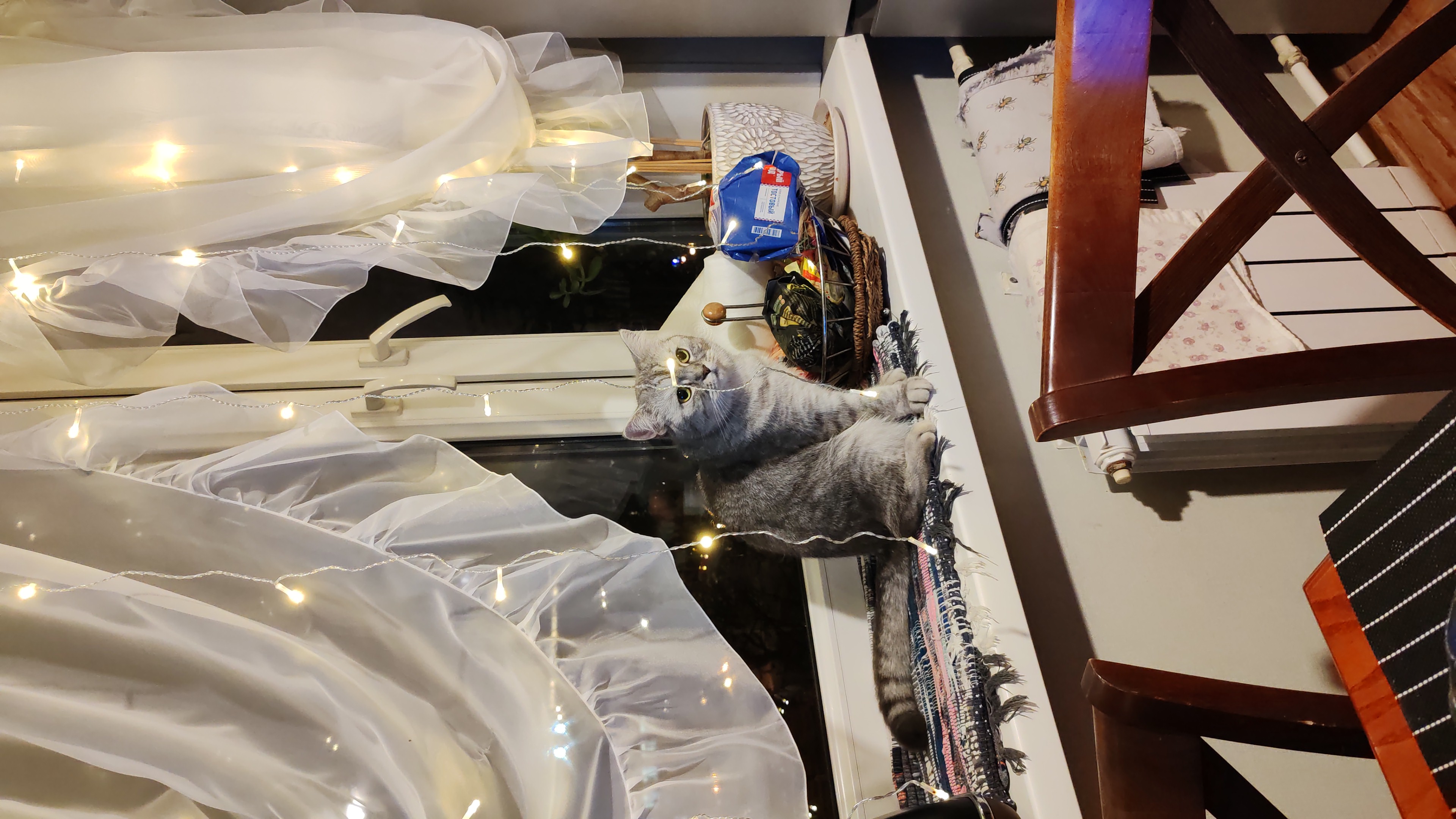 Фото питомца: кошка Манюся снова сидит на своем любимом окне и размышляет о вечном