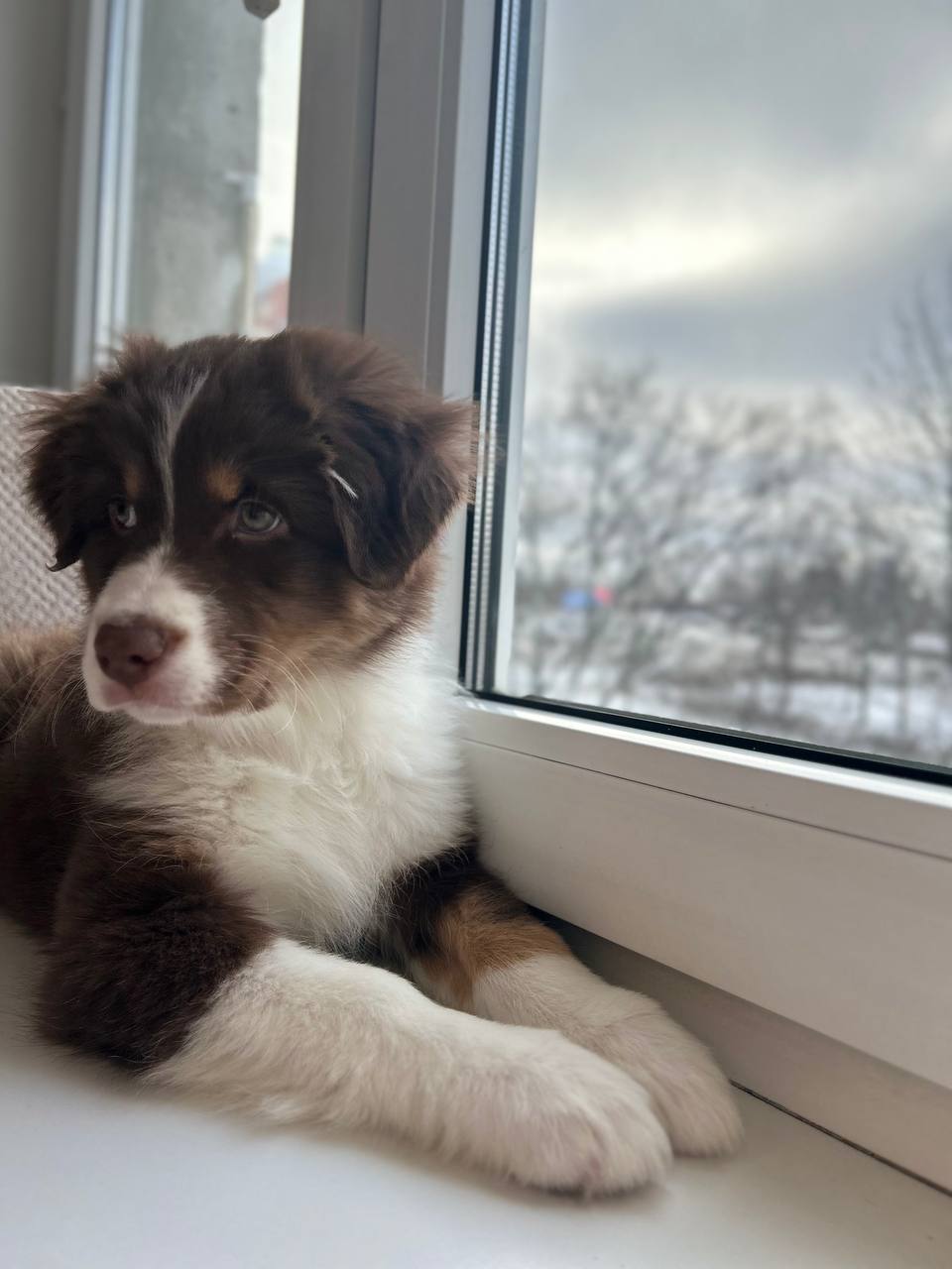 Как я ушла в депрессию, заведя щенка аусси