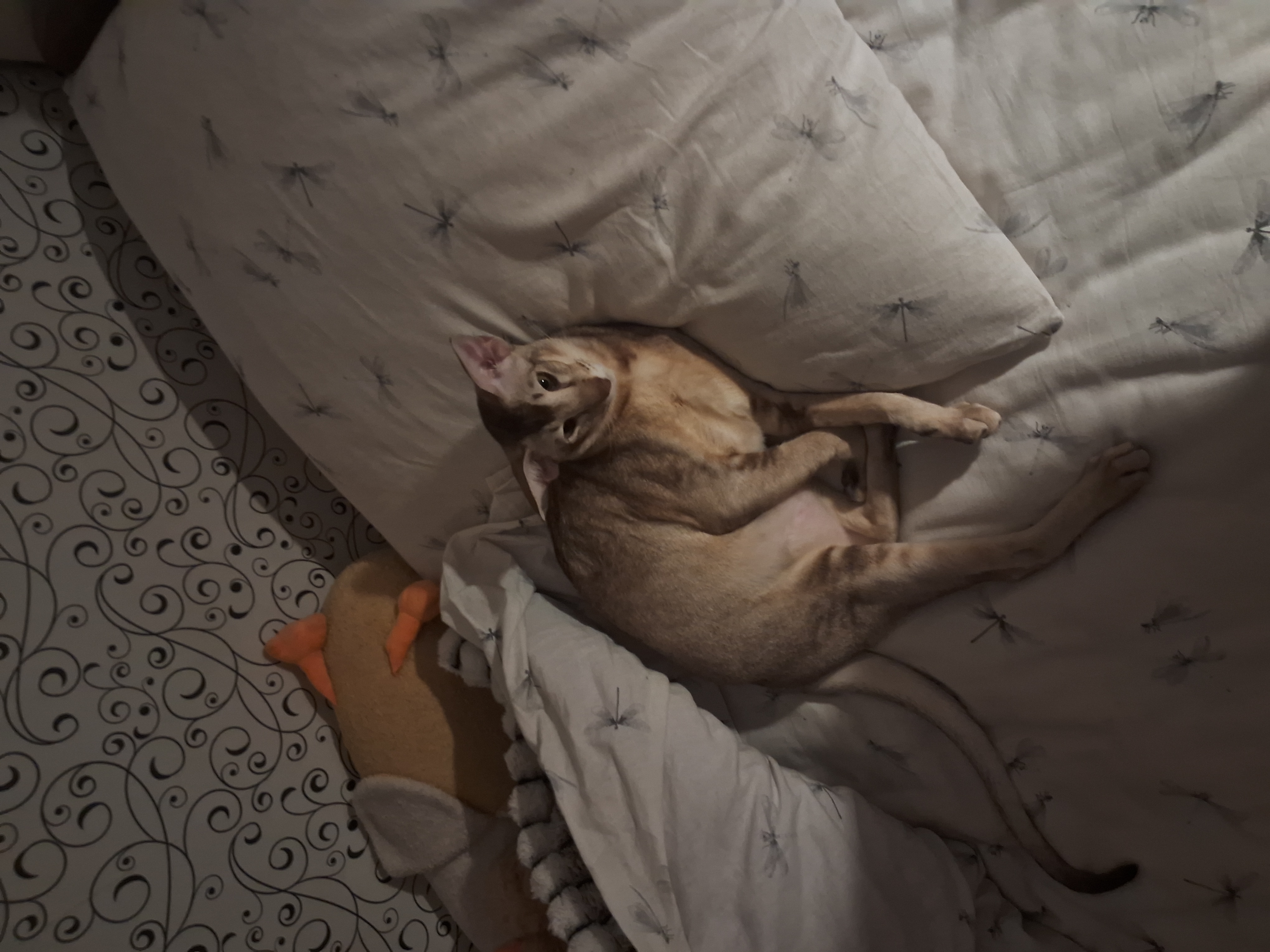 Фото питомца: кот Добби готовится ко сну