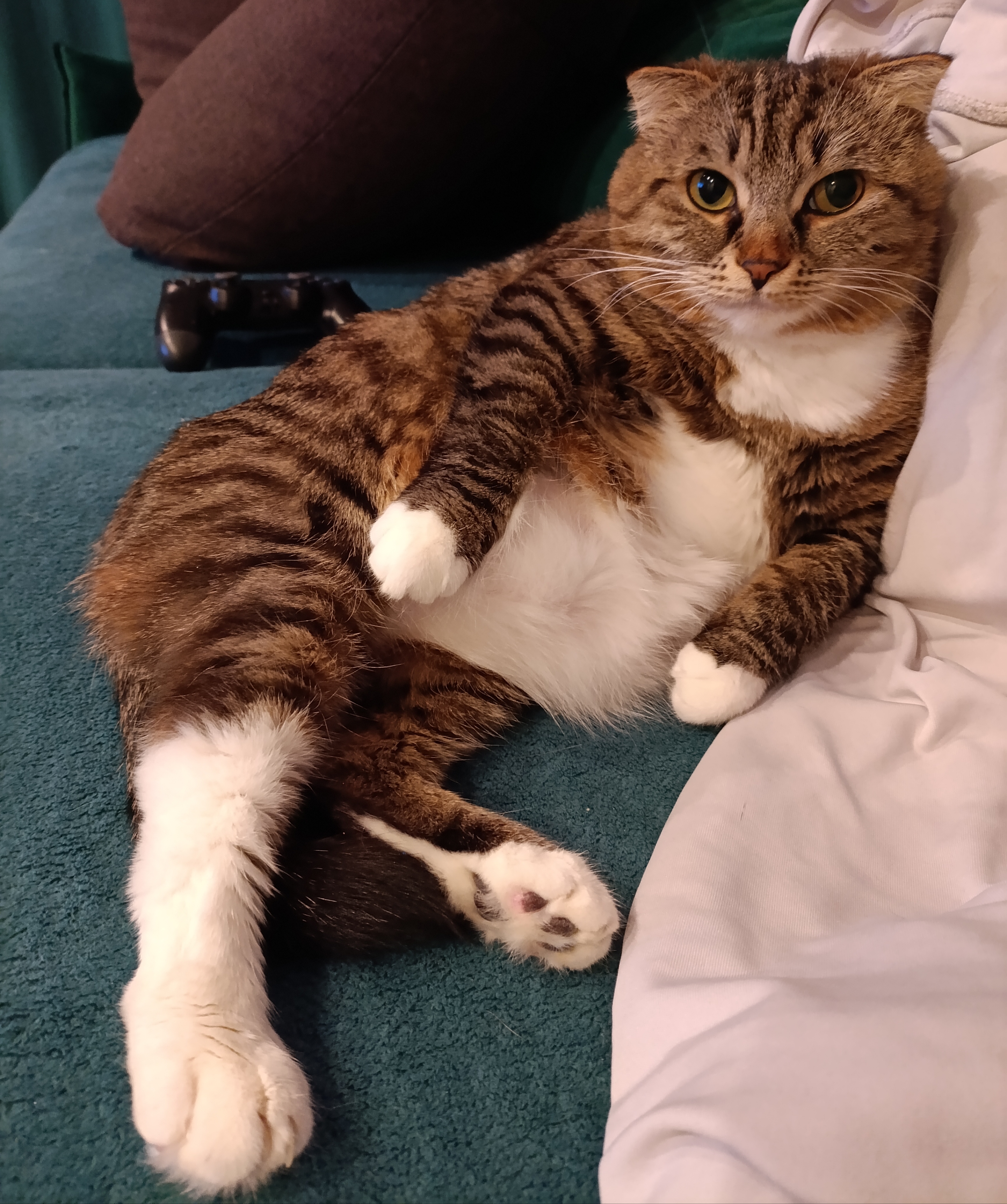 Фото питомца: кошка настроилась на душевный разговор