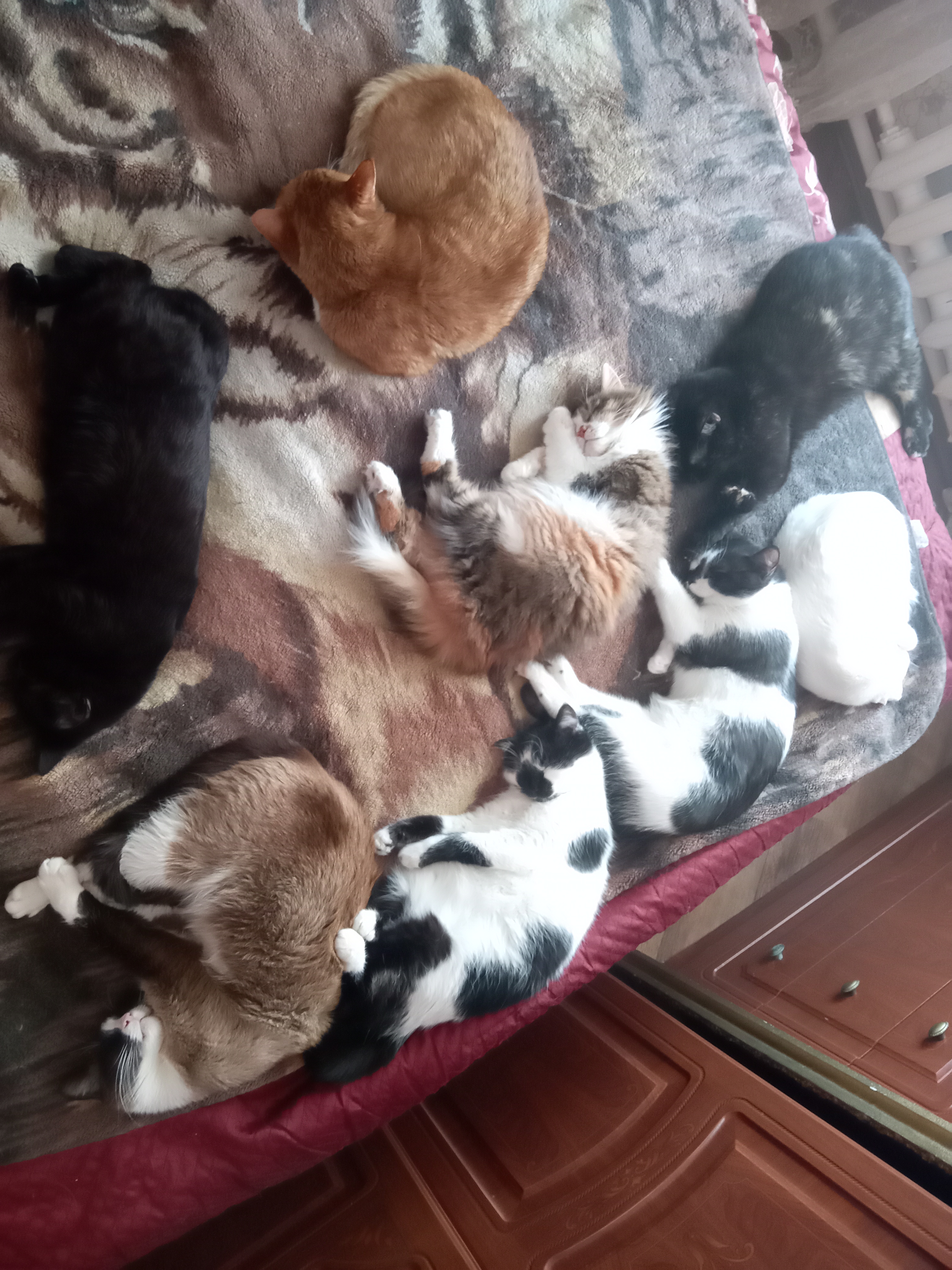 Фото питомцев: коты спят на кровати в морозный день