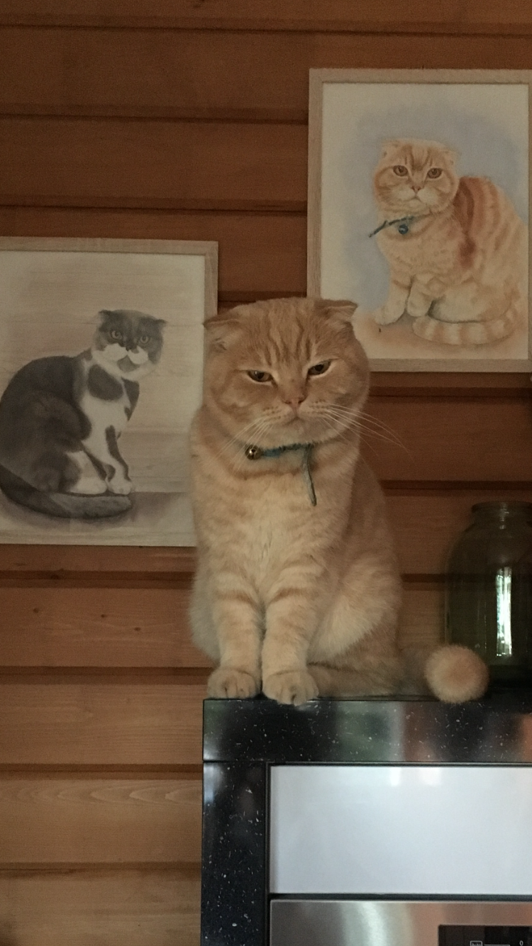 Фото питомцев: шотландские коты Цезарь и Пухля